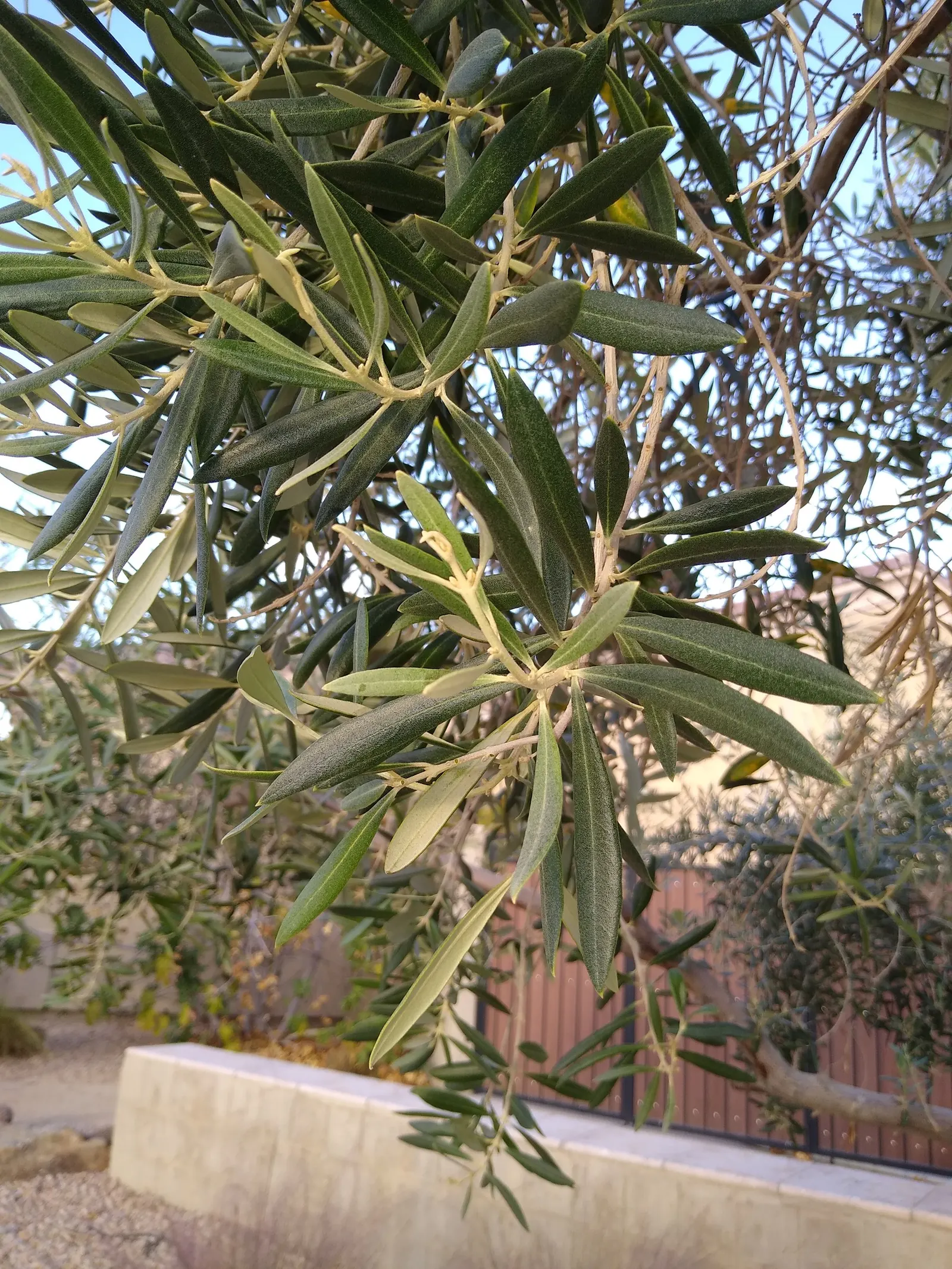 Olive (Olea Europaea) — white flowers in the garden; thriving in USDA zones 8-11, it prefers full sun and well-draining soil, tolerating drought once
