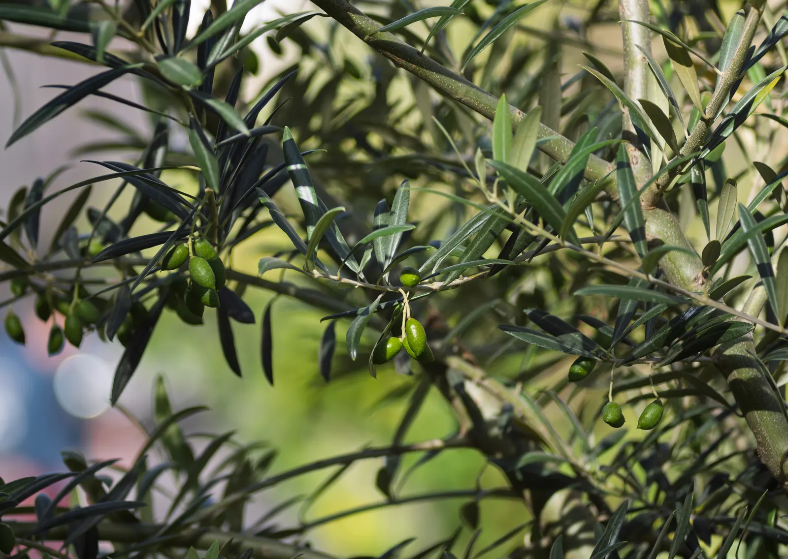 Olive (Olea Europaea) — Generally growing with a height of 20 to 30 feet and a spread of 15 to 25 feet; to thrive and produce fruit