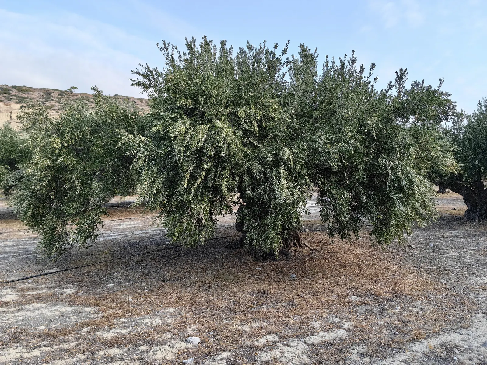 Olive (Olea Europaea) — Thriving in USDA zones 8-11, it prefers full sun and well-draining soil, tolerating drought once established, image 25