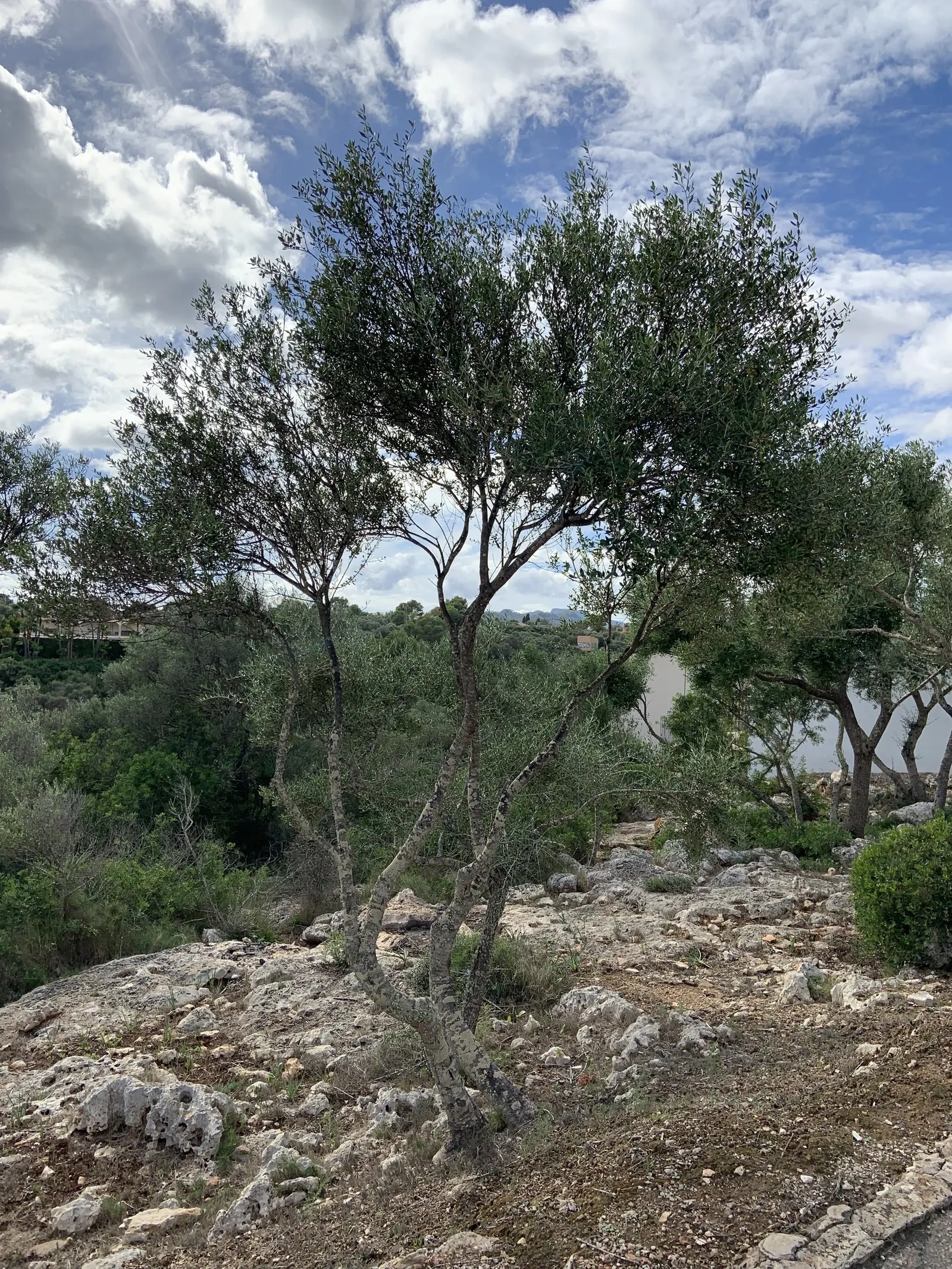 Olive (Olea Europaea) — Thriving in USDA zones 8-11, it prefers full sun and well-draining soil, tolerating drought once established, image 46