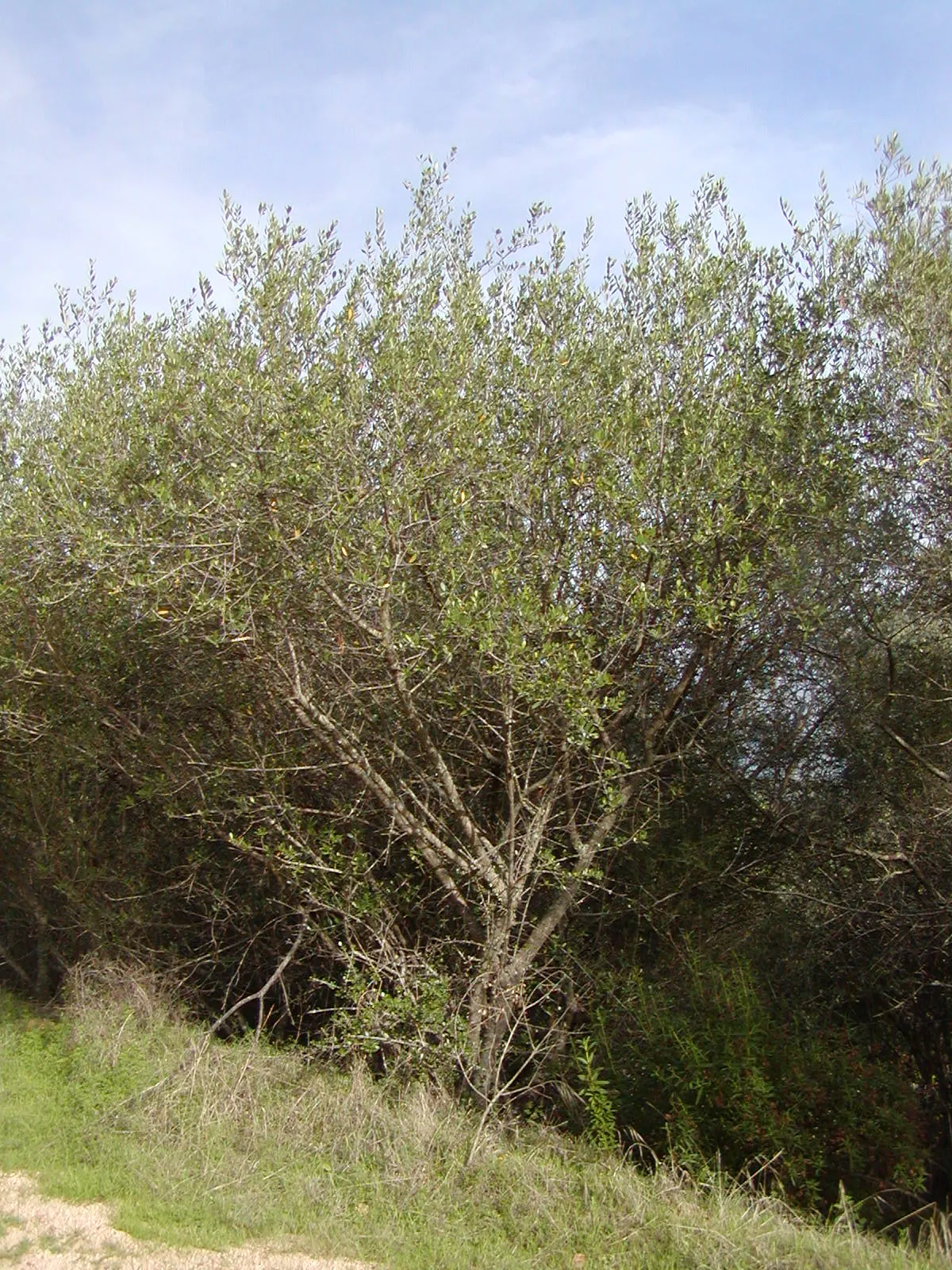 Olive (Olea Europaea) — With proper conditions, olives will eventually bear fruit, which typically matures in the fall; thriving in USDA zones, image 79