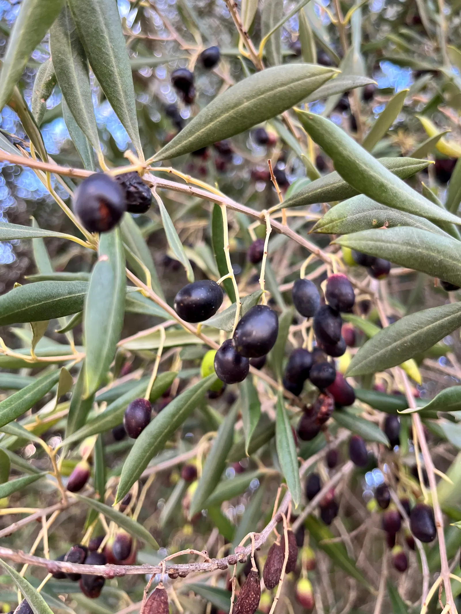 Olive (Olea Europaea) — Olea europaea, commonly called Olive tree, is revered for its evergreen foliage and gnarly trunk; thriving in USDA zones, image 43