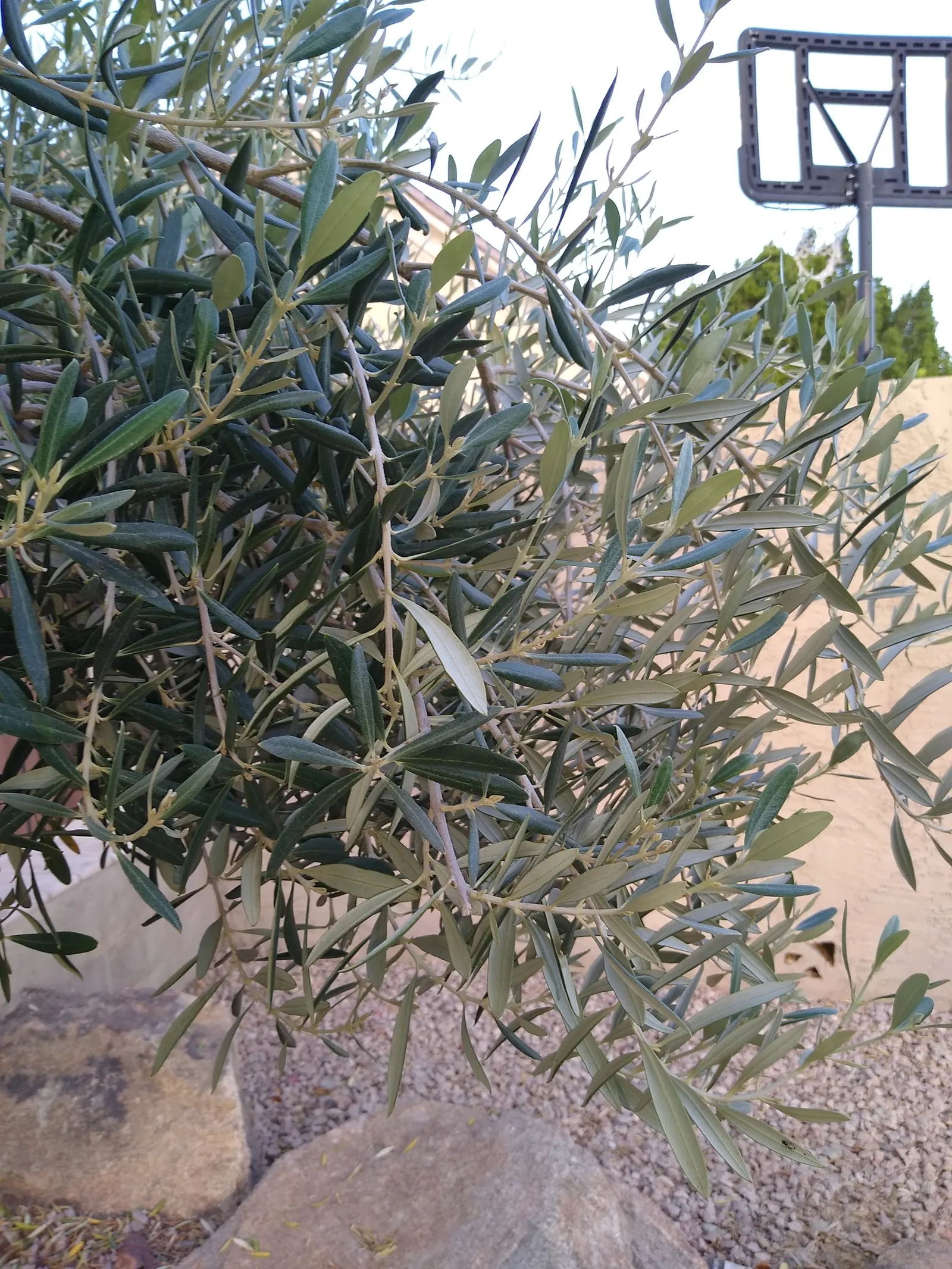 Olive (Olea Europaea) — Generally growing with a height of 20 to 30 feet and a spread of 15 to 25 feet; to thrive and produce fruit, image 50