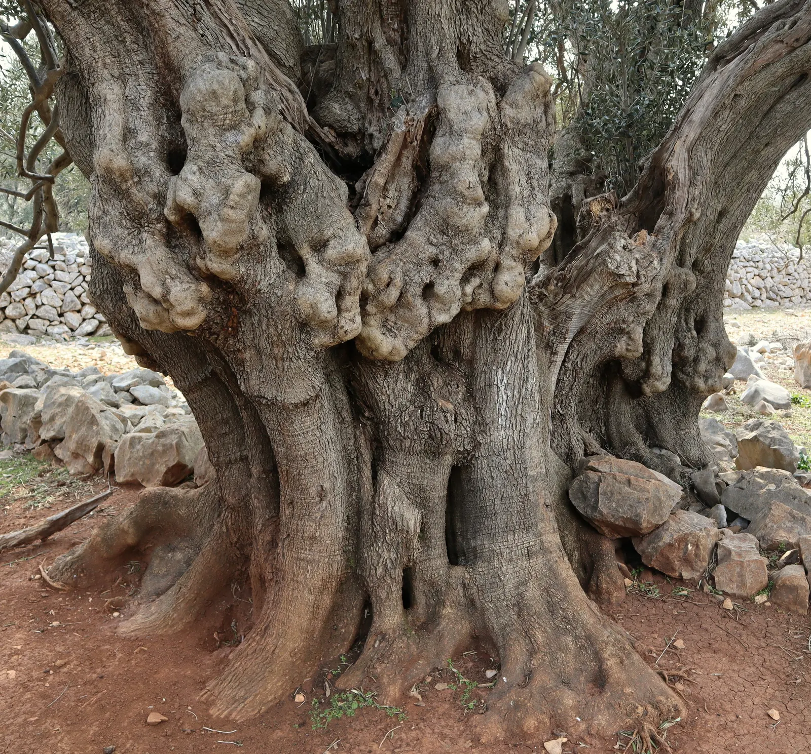 Olive (Olea Europaea) — commonly referred to as the European olive; make it an exquisite and enduring choice for any landscape project, image 69
