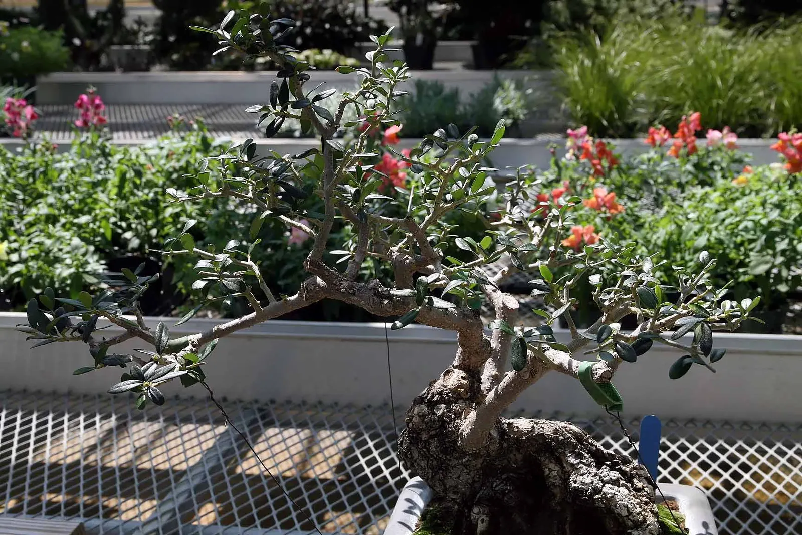 Olive (Olea Europaea) — Its silvery leaves and small, fragrant white flowers complement Mediterranean-style landscapes; make it an exquisite and, image 87