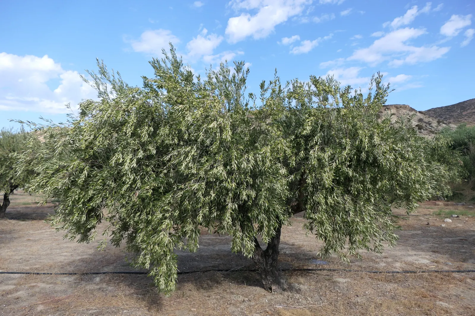 Olive (Olea Europaea) — is an iconic and versatile evergreen that can bring a Mediterranean essence to any landscape design