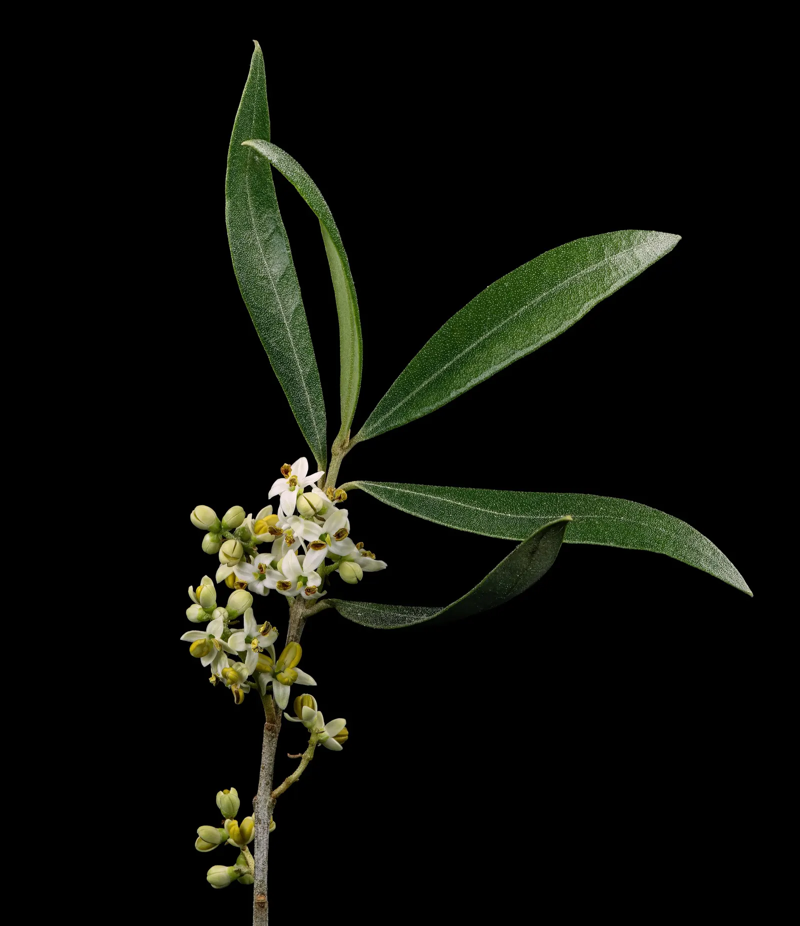 Olive (Olea Europaea) — to thrive and produce fruit, image 32