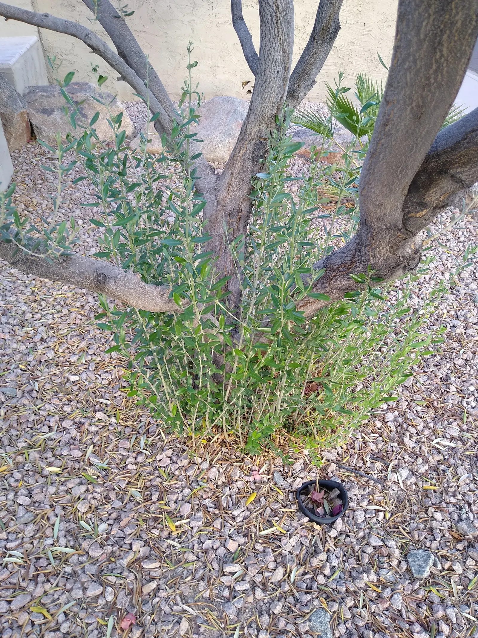 Olive (Olea Europaea) — make it an exquisite and enduring choice for any landscape project, image 60