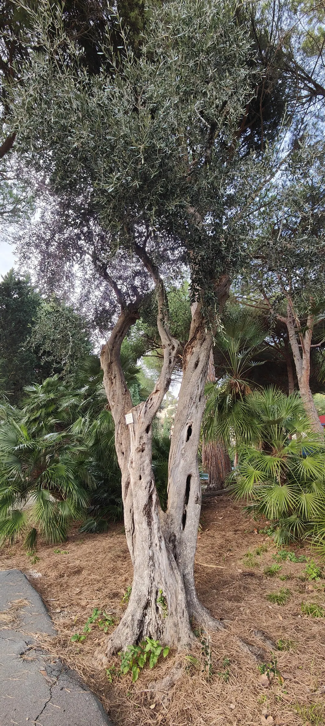 Olive (Olea Europaea) — make it an exquisite and enduring choice for any landscape project, image 81