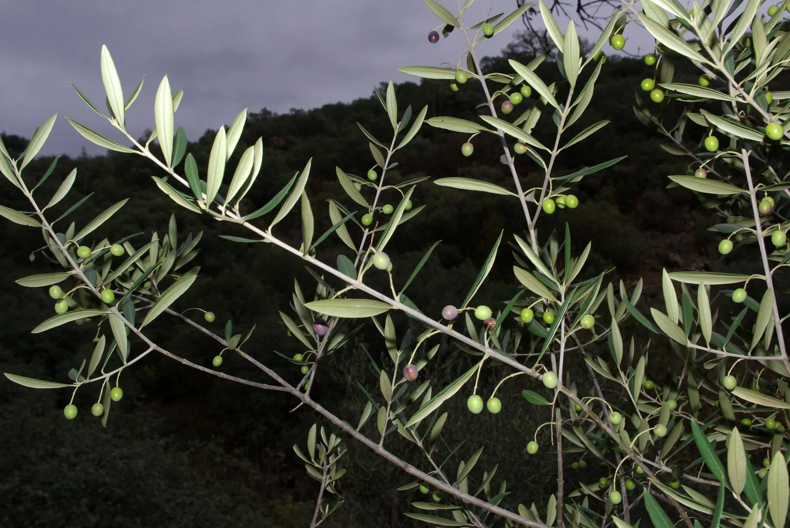 Olive (Olea Europaea) — Mature specimens reach up to 30-40 feet in height with a spread of 15-30 feet; to thrive and produce fruit, image 65