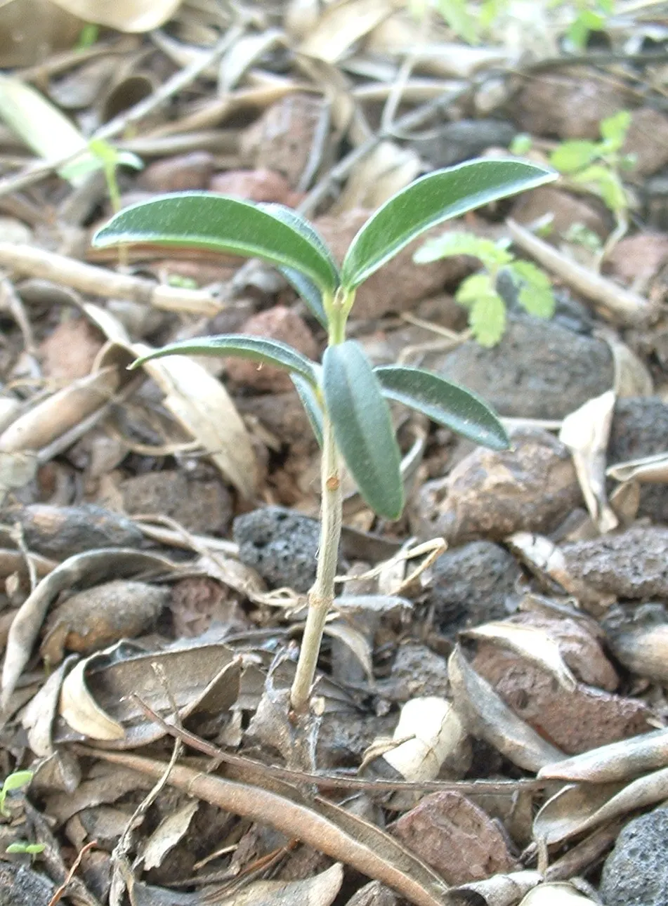 Olive (Olea Europaea) — to thrive and produce fruit