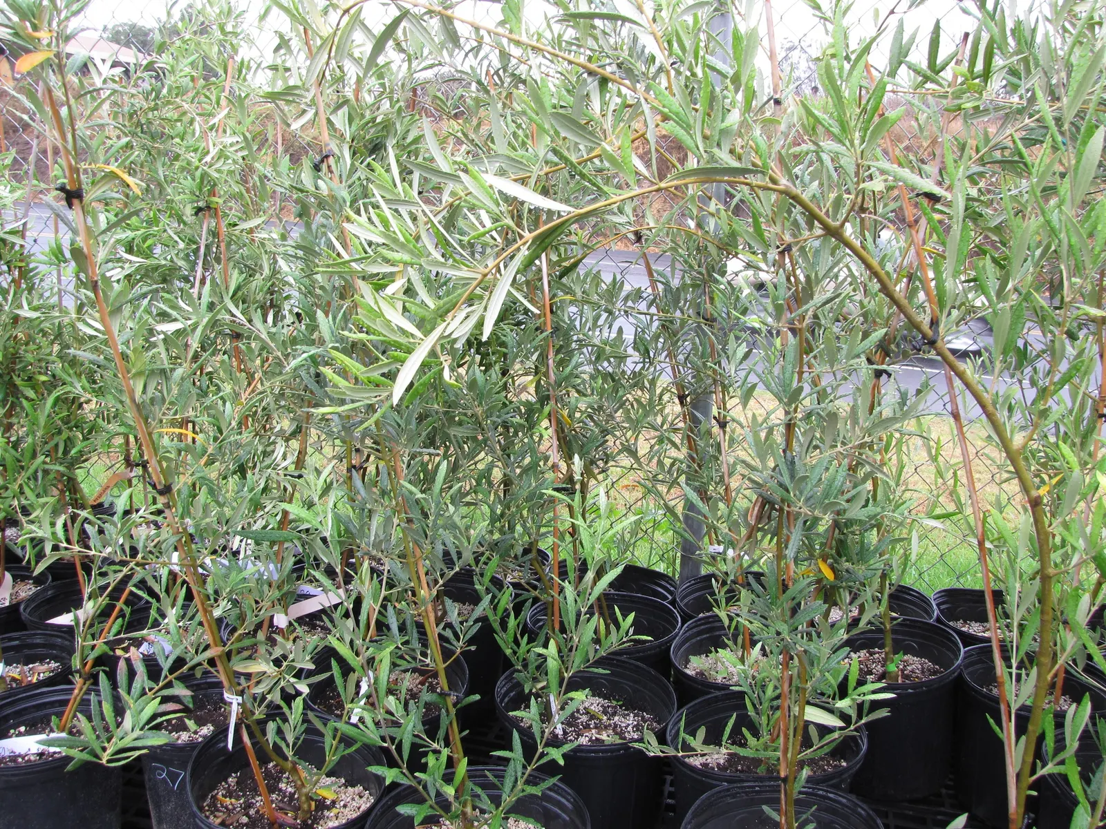 Olive (Olea Europaea) — Olea europaea, commonly called Olive tree, is revered for its evergreen foliage and gnarly trunk