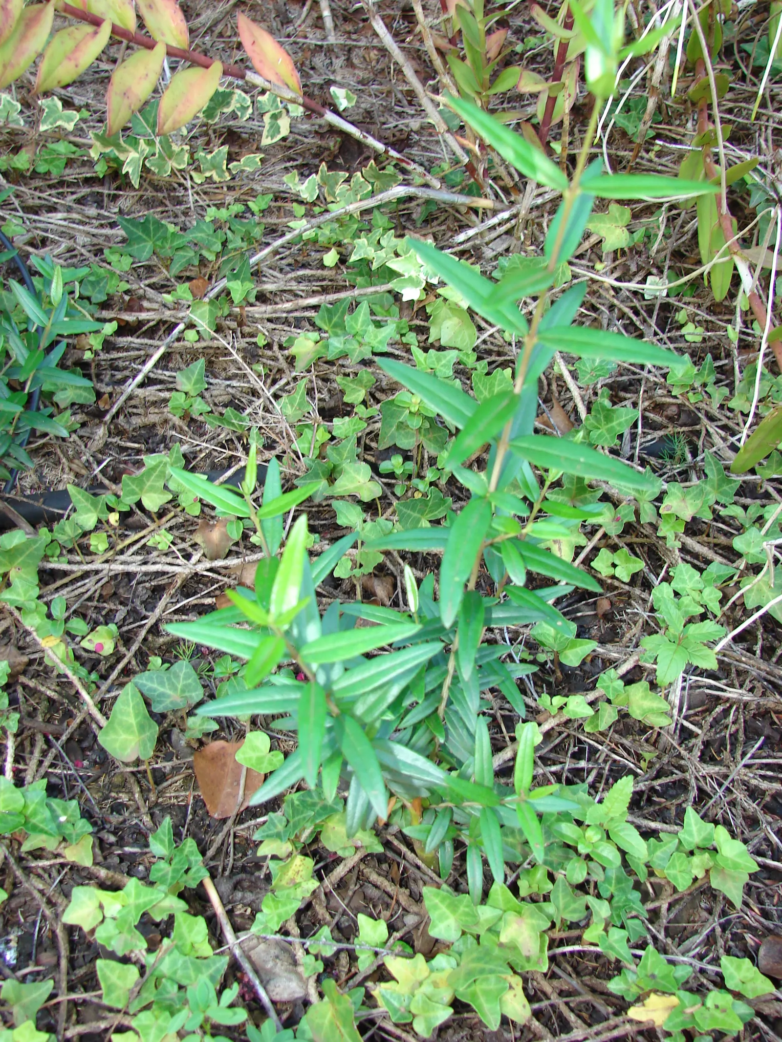 Olive (Olea Europaea) — Its hardiness is rated from USDA zones 8 to 11; thriving in USDA zones 8-11, it prefers full sun and well-draining soil, image 73