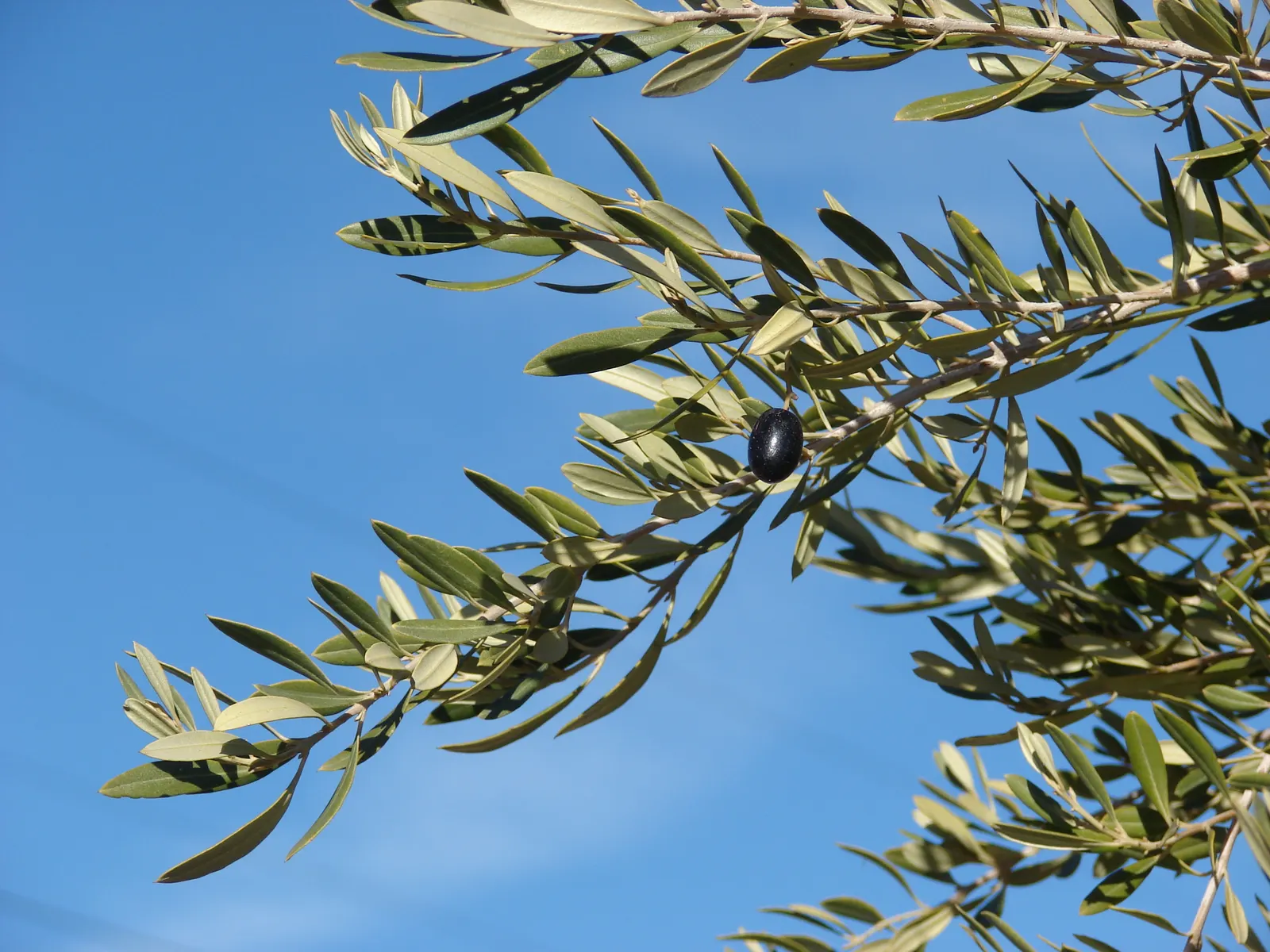 Olive (Olea Europaea) — Olea europaea, commonly called Olive tree, is revered for its evergreen foliage and gnarly trunk; thriving in USDA zones, image 64
