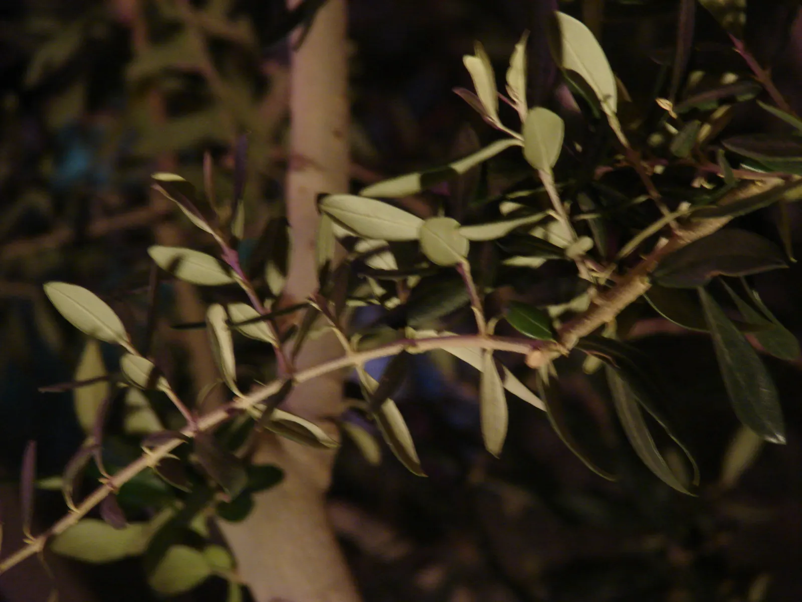 Olive (Olea Europaea) — Its silvery leaves and small, fragrant white flowers complement Mediterranean-style landscapes; make it an exquisite and enduring
