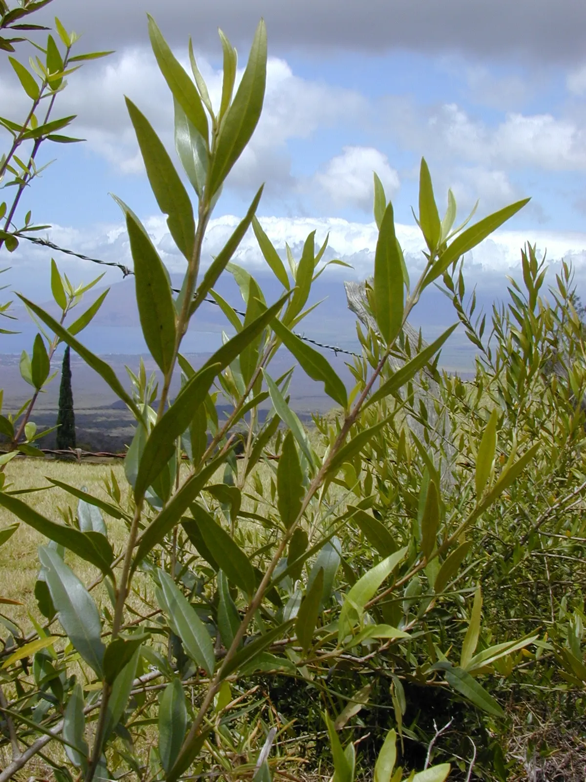 Olive (Olea Europaea) — make it an exquisite and enduring choice for any landscape project, image 39