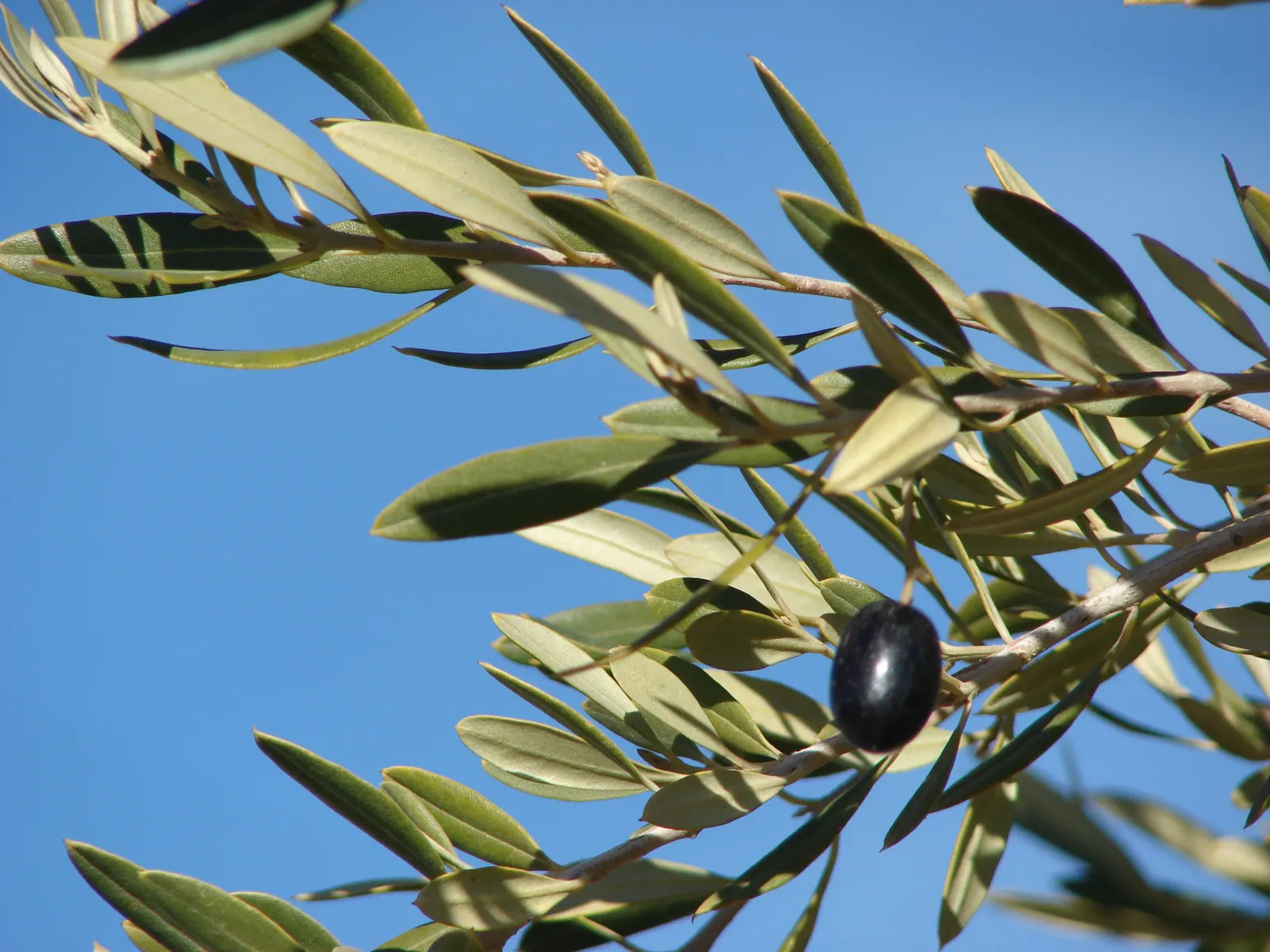 Olive (Olea Europaea) — Generally growing with a height of 20 to 30 feet and a spread of 15 to 25 feet; to thrive and produce fruit, image 71