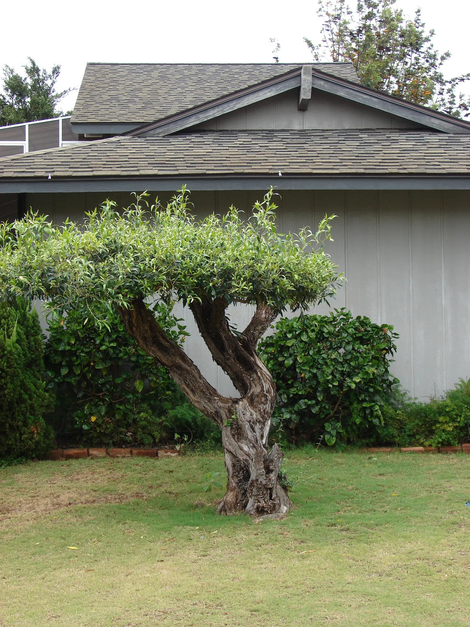 Olive (Olea Europaea) — white flowers in the garden; thriving in USDA zones 8-11, it prefers full sun and well-draining soil, tolerating drought, image 61