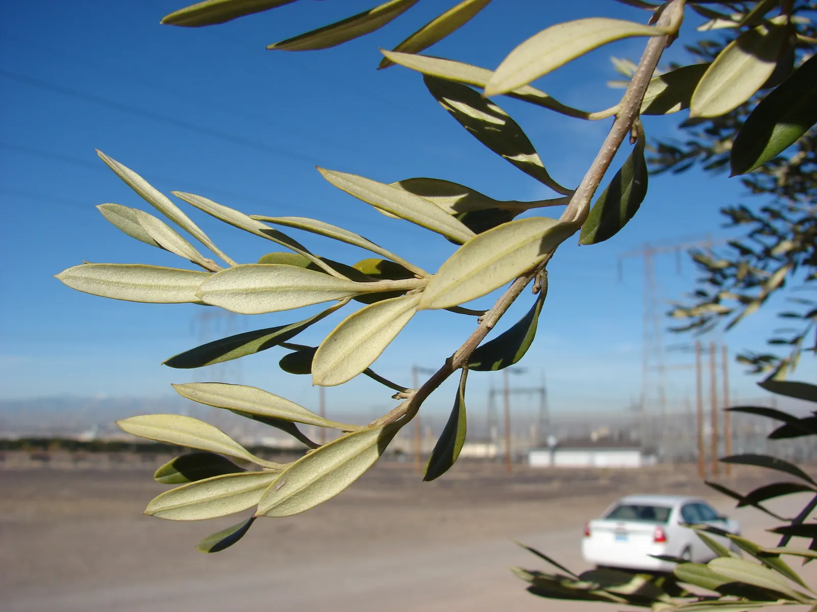 Olive (Olea Europaea) — white flowers in the garden; thriving in USDA zones 8-11, it prefers full sun and well-draining soil, tolerating drought, image 82