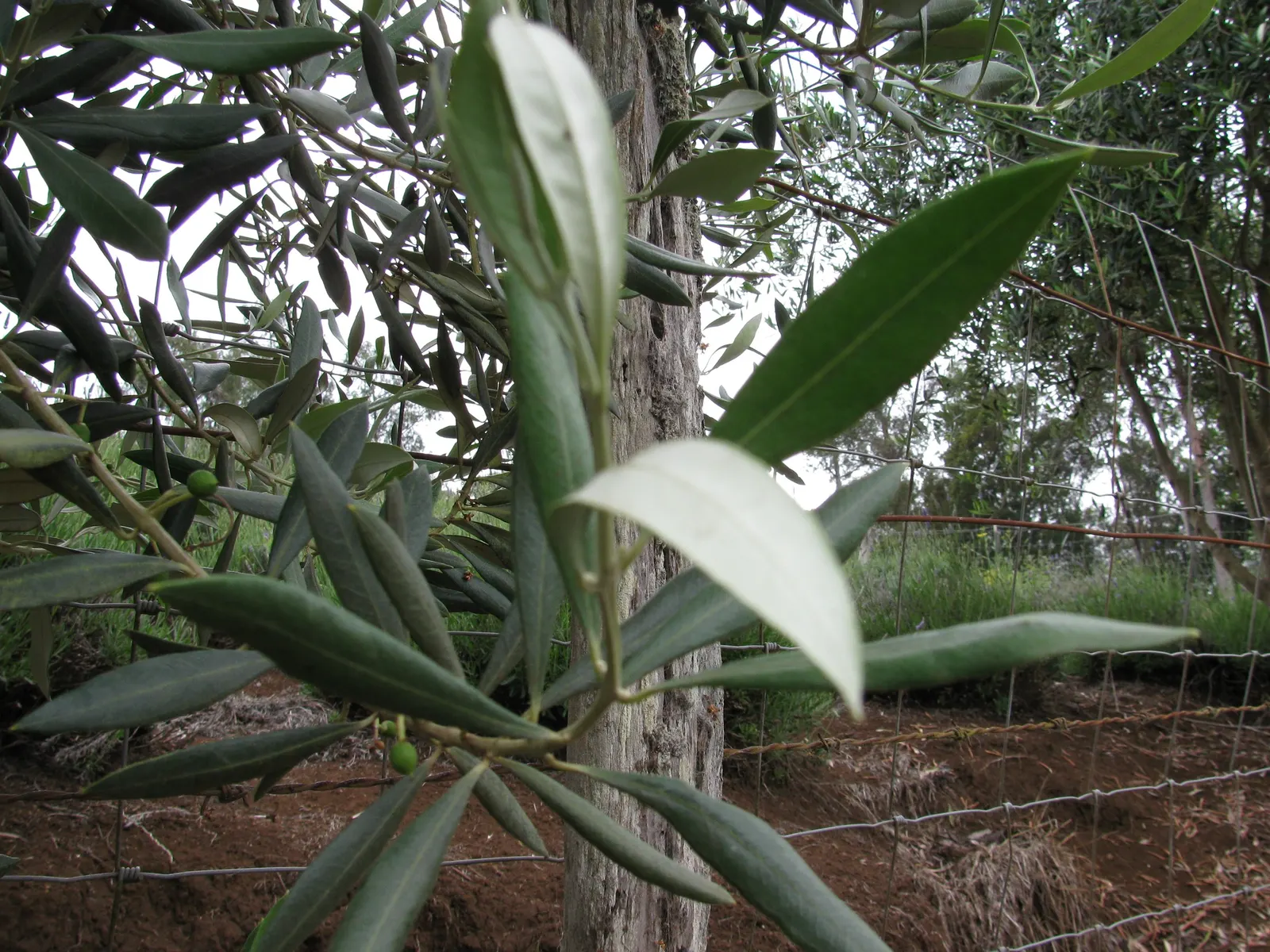 Olive (Olea Europaea) — providing a striking color contrast against darker foliage or bright flowering plants