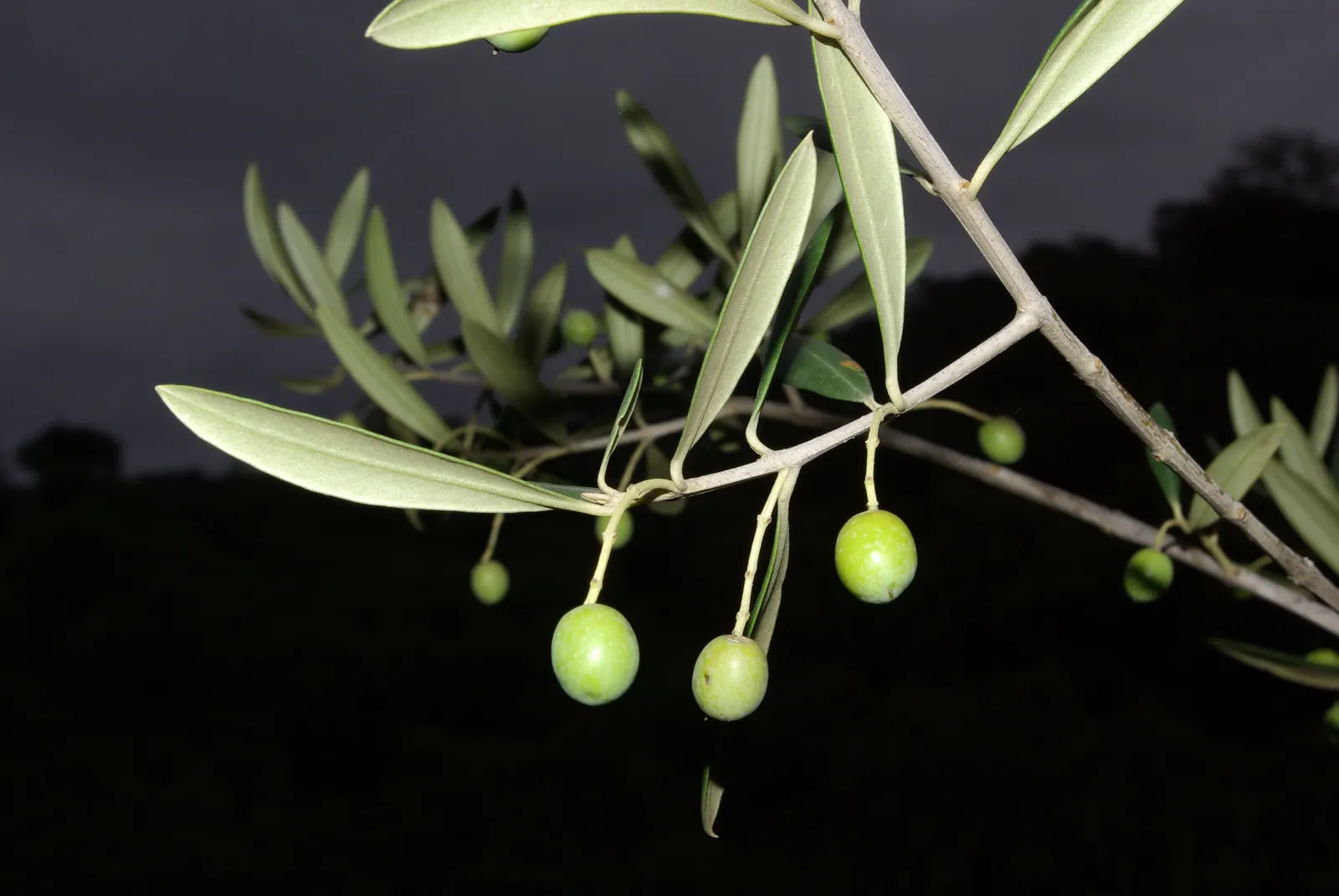 Olive (Olea Europaea) — Generally growing with a height of 20 to 30 feet and a spread of 15 to 25 feet