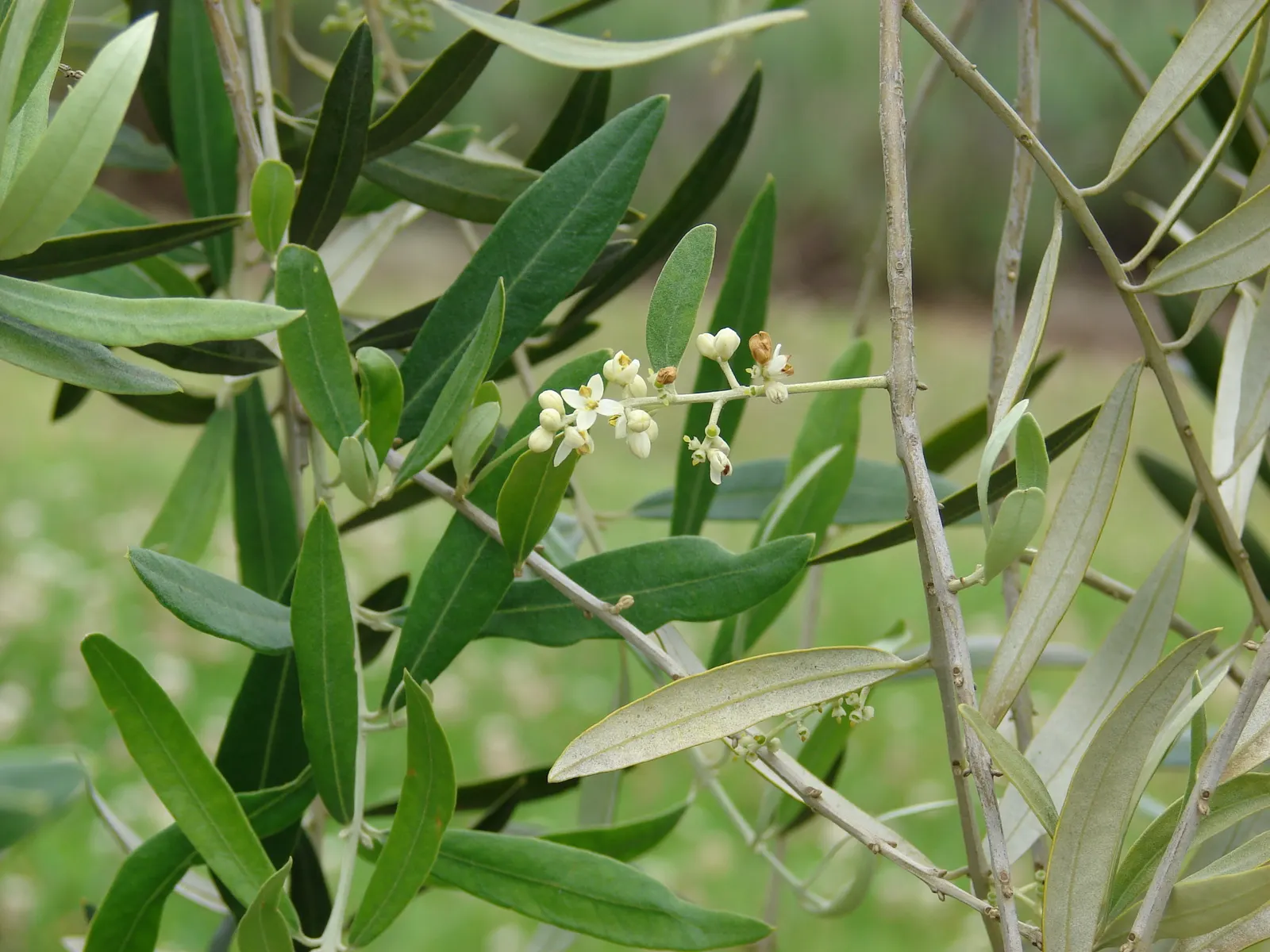 Olive (Olea Europaea) — is an iconic and versatile evergreen that can bring a Mediterranean essence to any landscape design; thriving in USDA zones 8-11, it