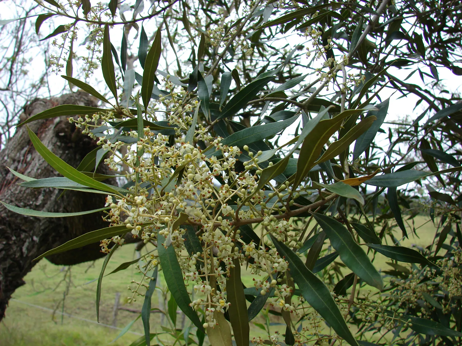 Olive (Olea Europaea) — Thriving in USDA zones 8-11, it prefers full sun and well-draining soil, tolerating drought once established