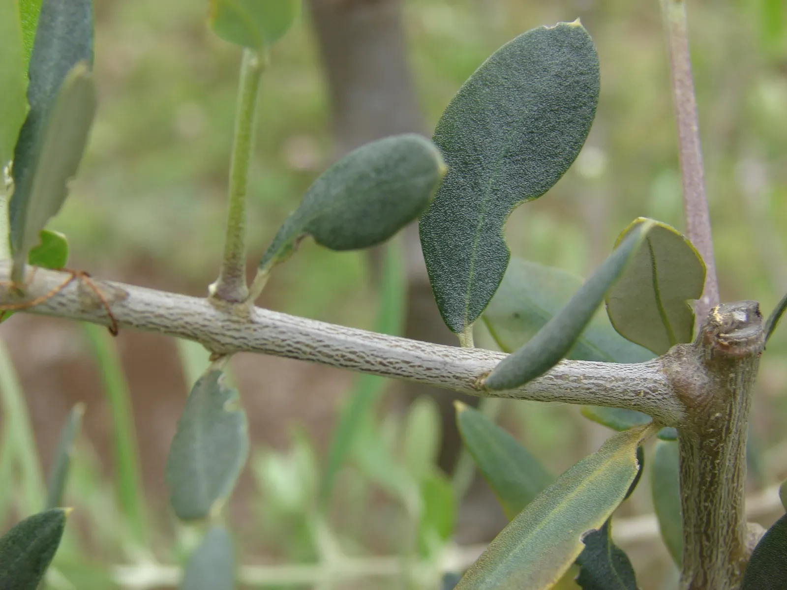 Olive (Olea Europaea) — Thriving in USDA zones 8-11, it prefers full sun and well-draining soil, tolerating drought once established, image 67