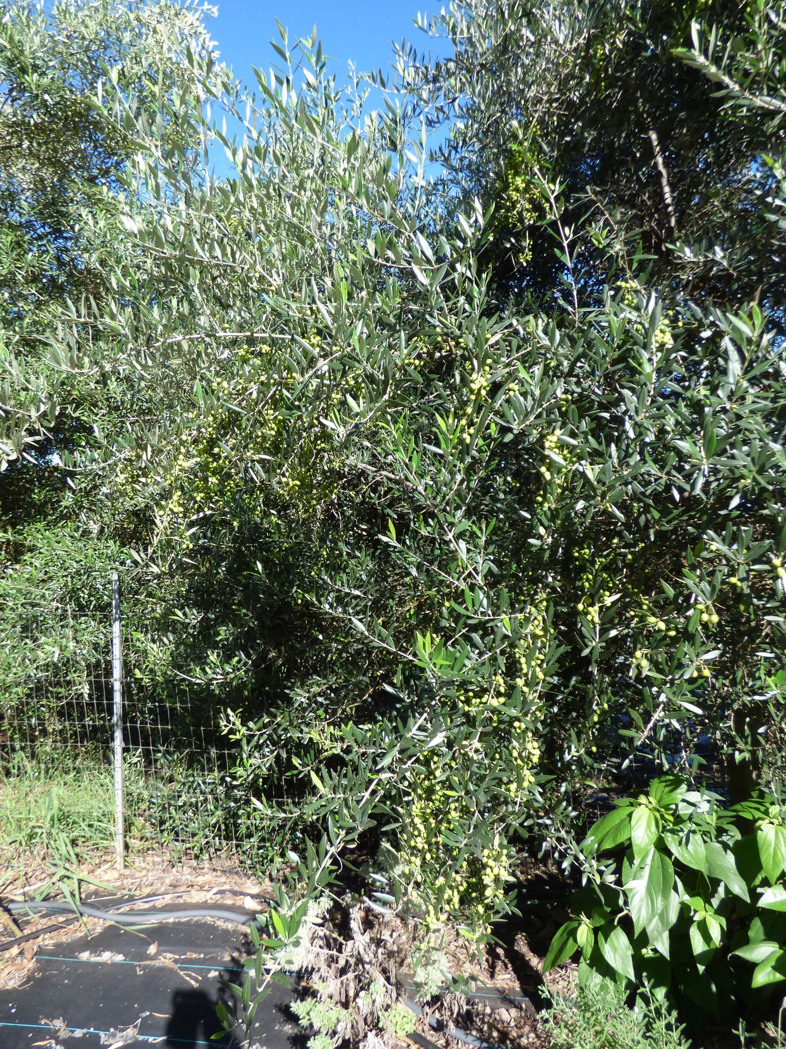Olive (Olea Europaea) — Olea europaea, commonly called Olive tree, is revered for its evergreen foliage and gnarly trunk; thriving in USDA zones, image 85