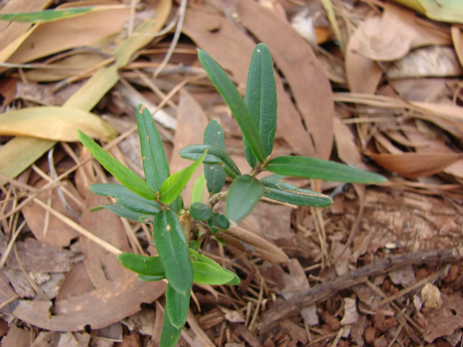 Olive (Olea Europaea) — Its silvery leaves and small, fragrant white flowers complement Mediterranean-style landscapes; make it an exquisite and, image 66
