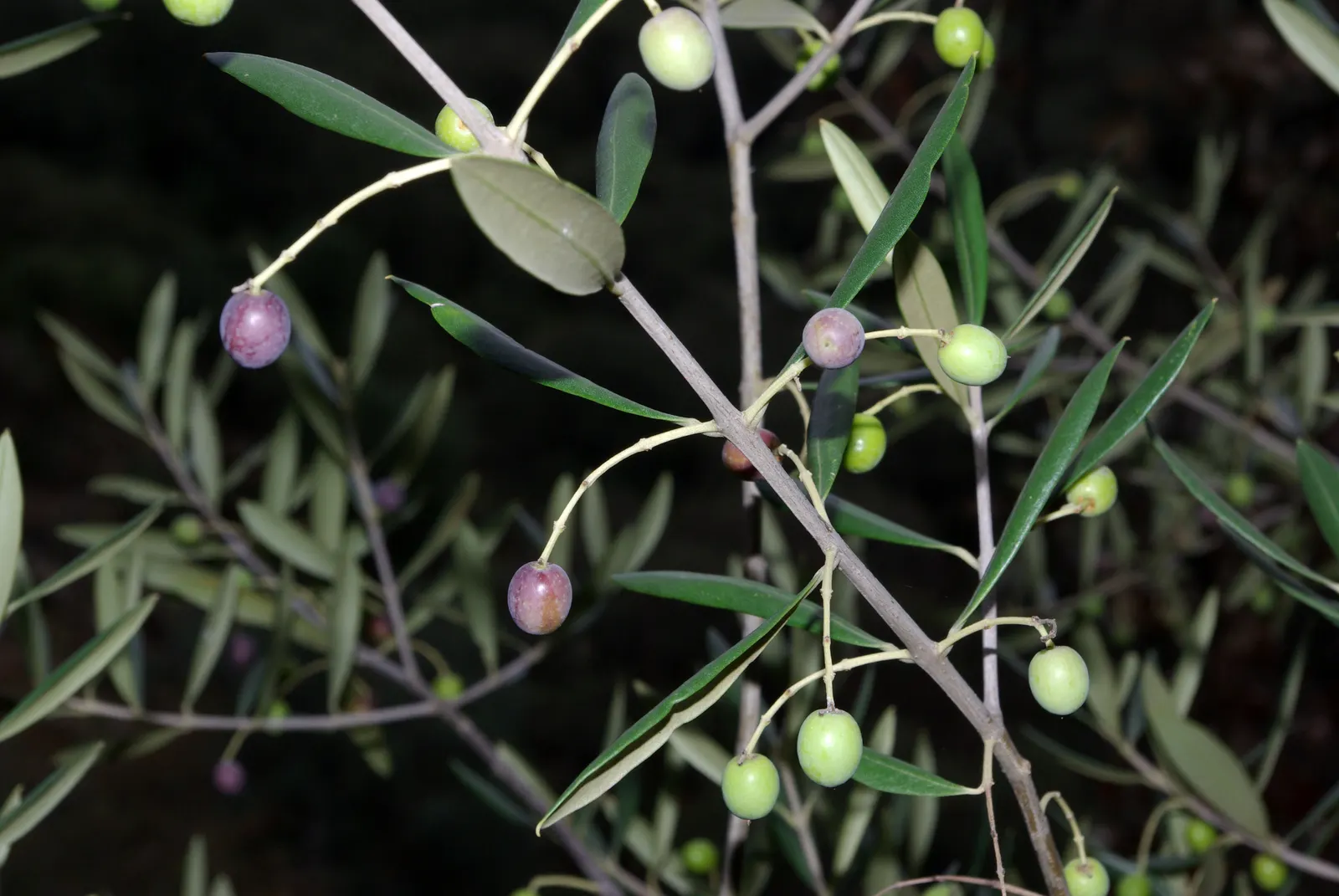 Olive (Olea Europaea) — tree with white blooms; to thrive and produce fruit