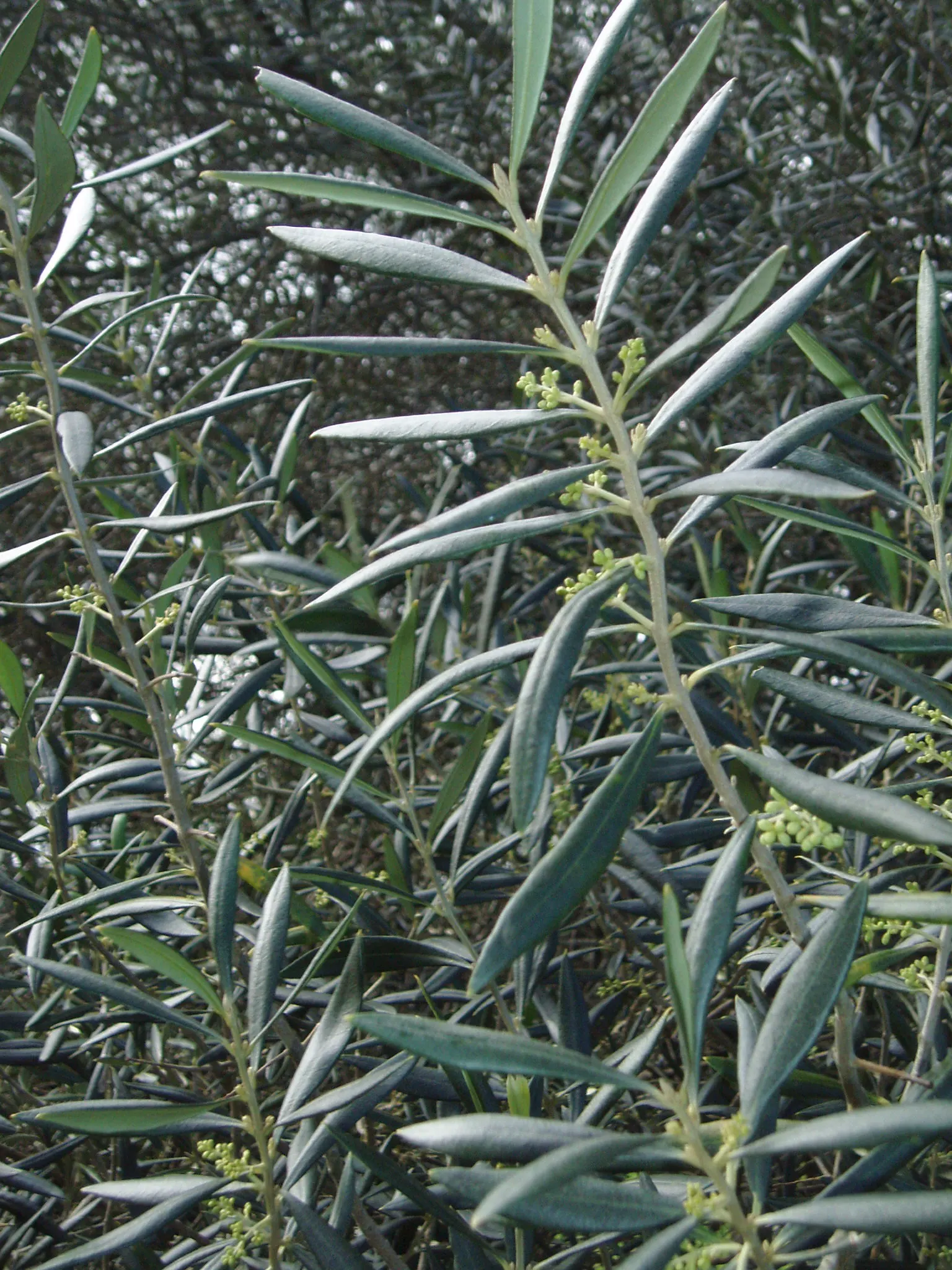 Olive (Olea Europaea) — adequate watering during its initial growth period ensures a strong; thriving in USDA zones 8-11, it prefers full sun and well-draining