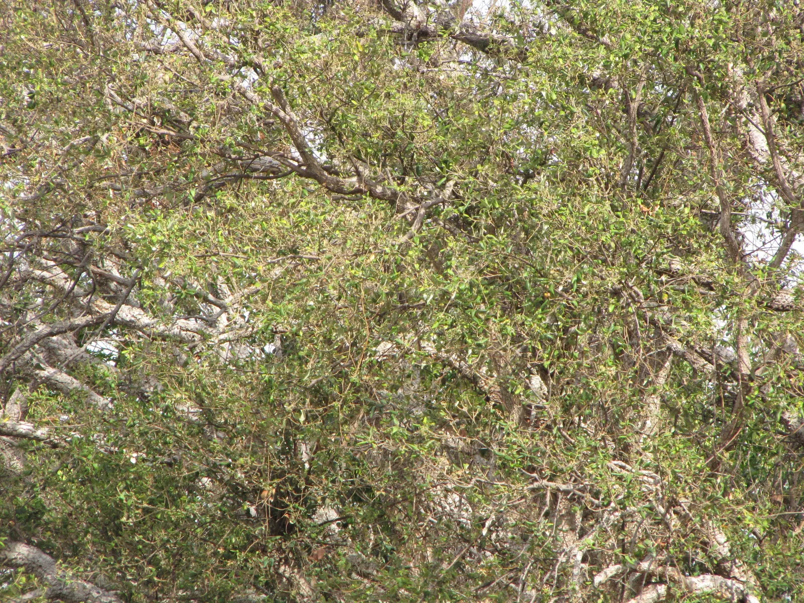 Olive (Olea Europaea) — which can reach hundreds of years