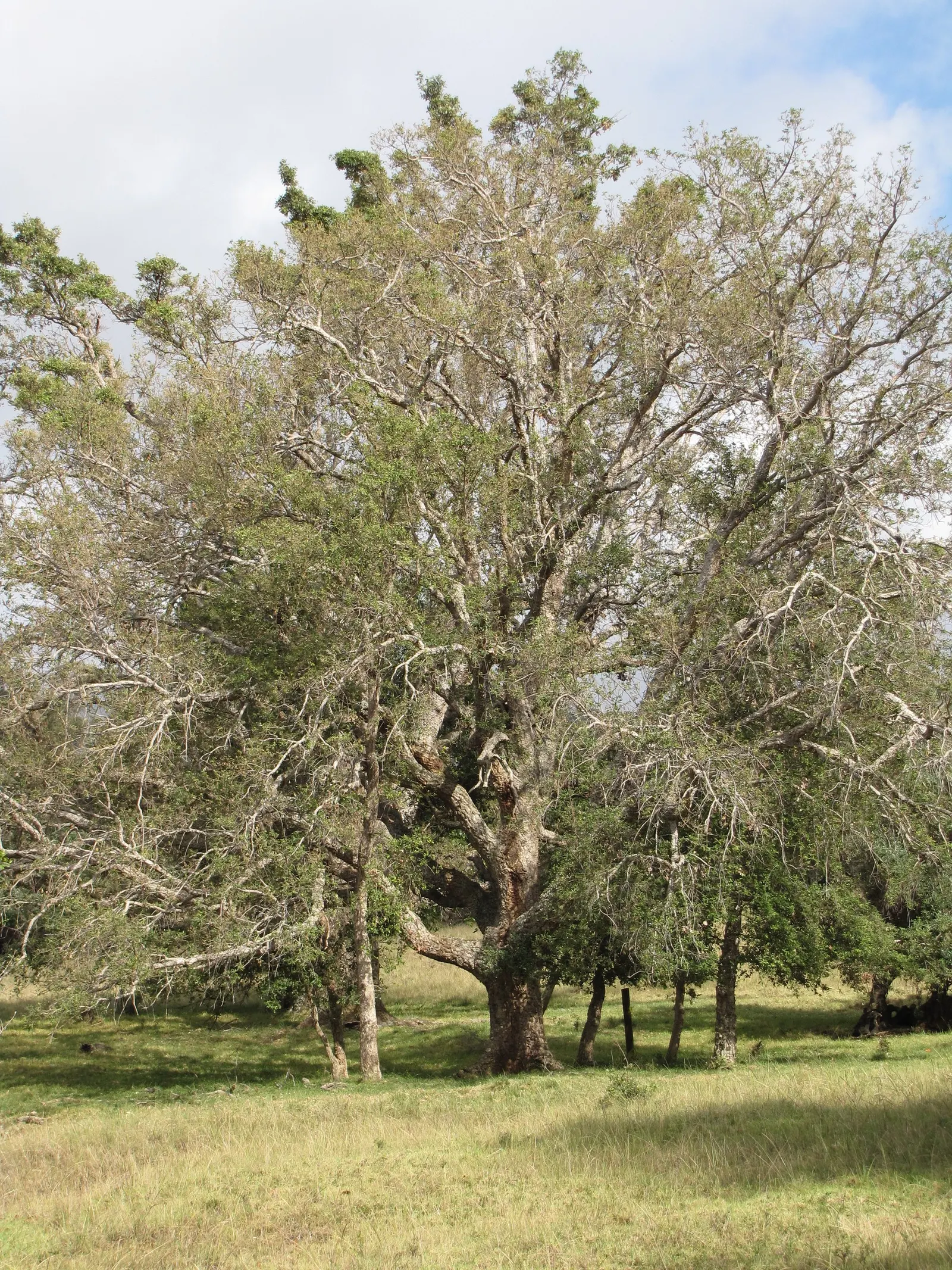 Olive (Olea Europaea) — providing a striking color contrast against darker foliage or bright flowering plants; to thrive and produce fruit, image 77