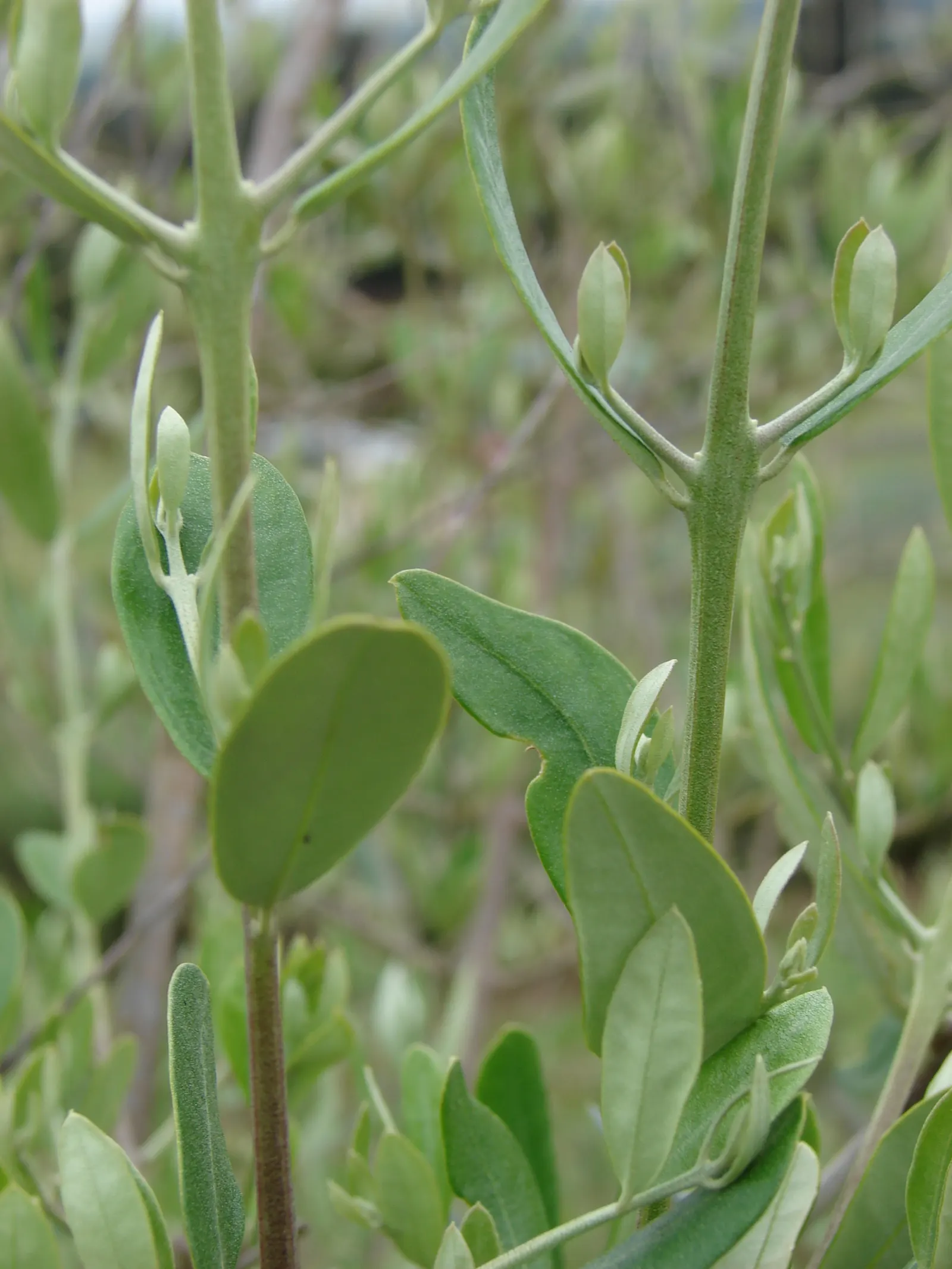Olive (Olea Europaea) — airy canopy can create a perfect focal point or a picturesque screen in the garden; make it an exquisite and enduring, image 51