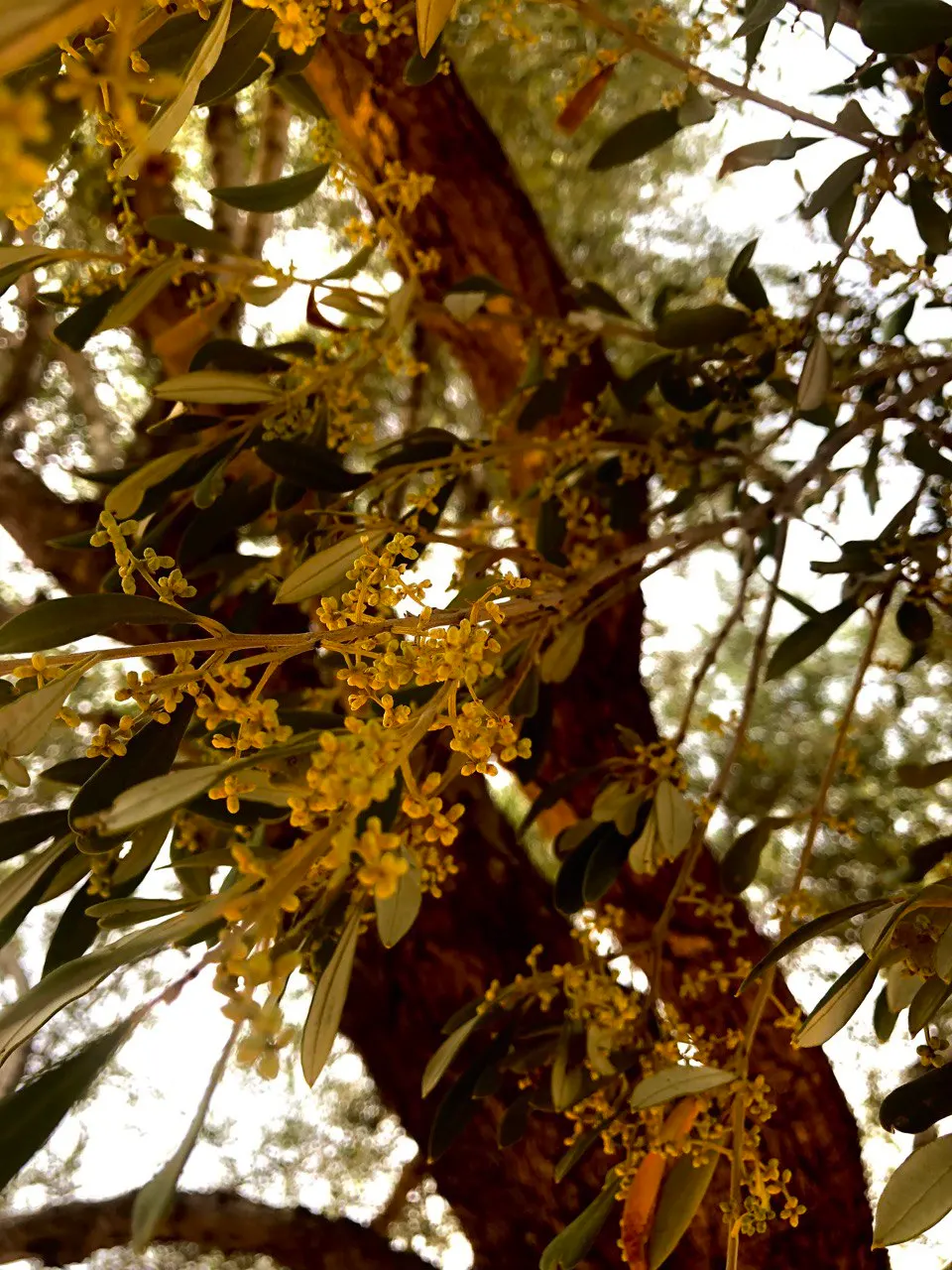Olive (Olea Europaea) — Its silvery leaves and small, fragrant white flowers complement Mediterranean-style landscapes; make it an exquisite and, image 45