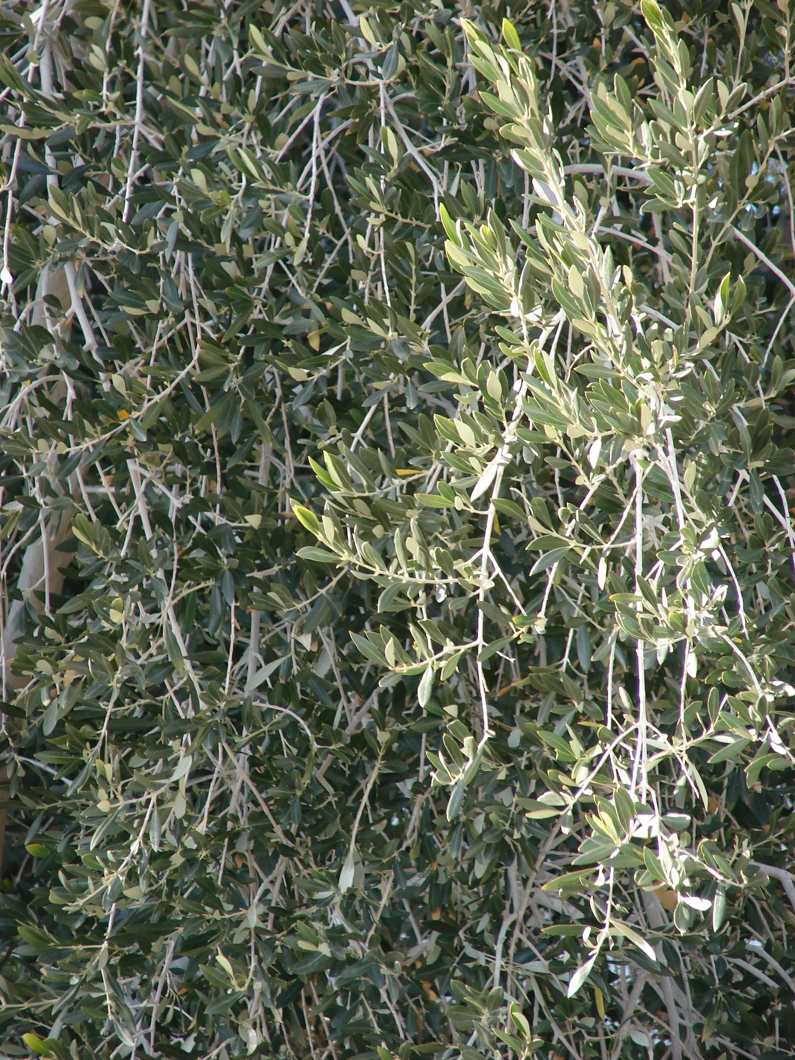 Olive (Olea Europaea) — Although renowned for its resilience to drought conditions once established; make it an exquisite and enduring choice for any landscape