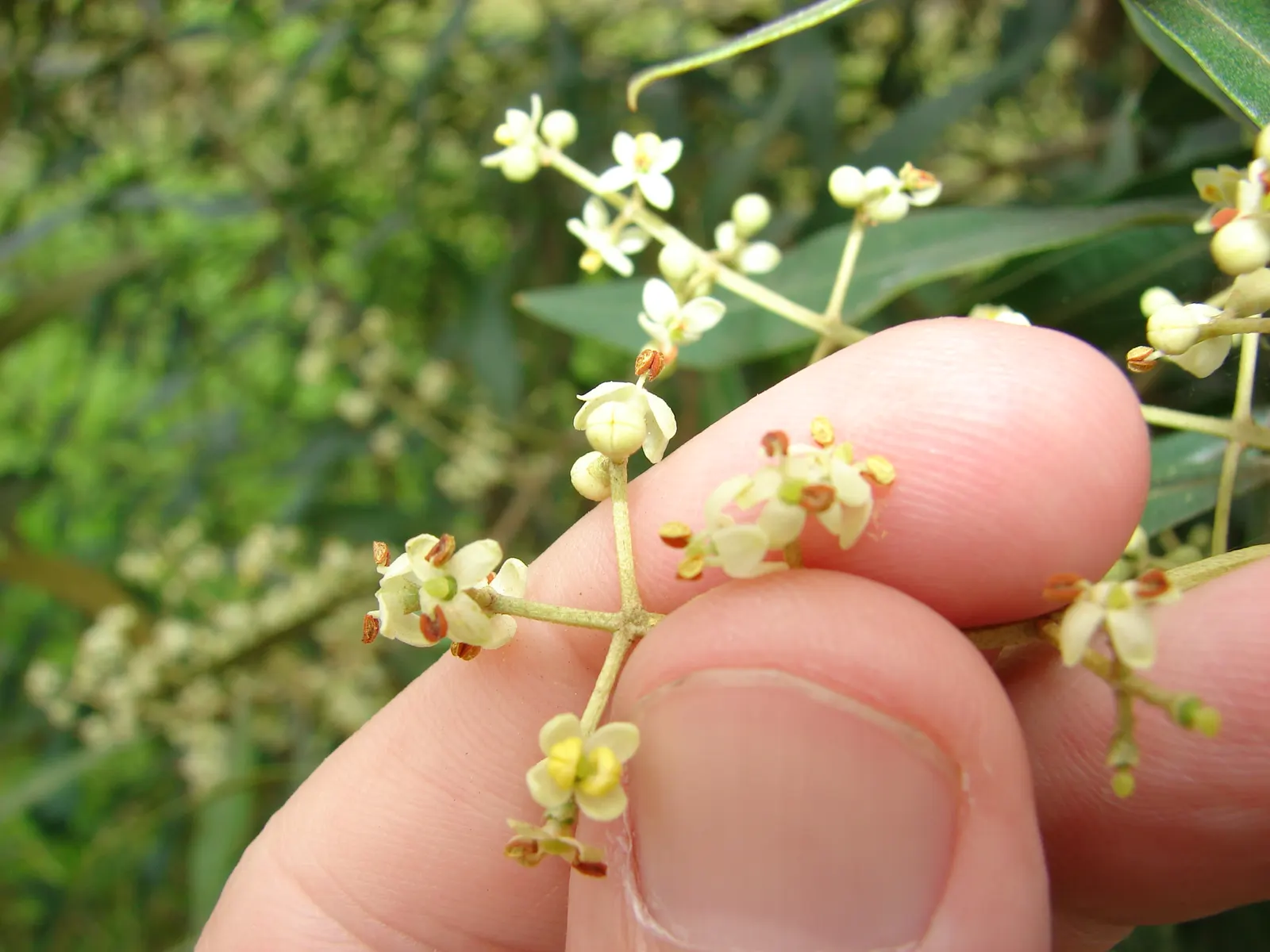 Olive (Olea Europaea) — adequate watering during its initial growth period ensures a strong; thriving in USDA zones 8-11, it prefers full sun and, image 55