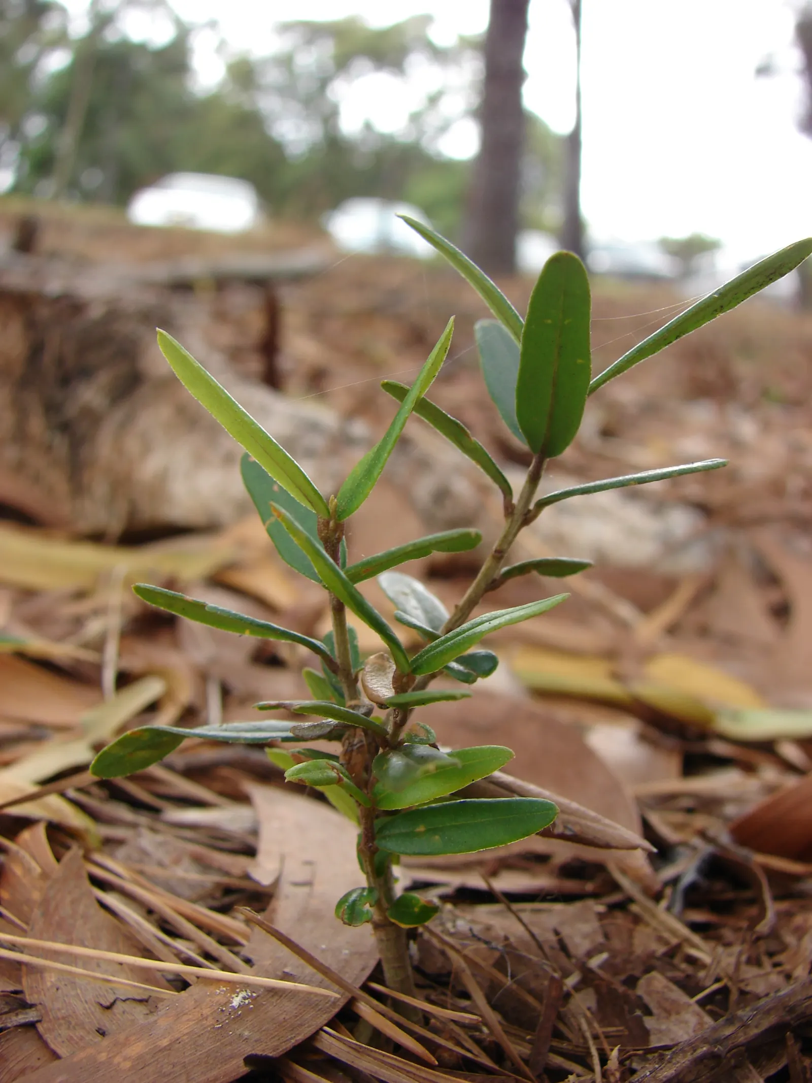 Olive (Olea Europaea) — Although renowned for its resilience to drought conditions once established; make it an exquisite and enduring choice for, image 75