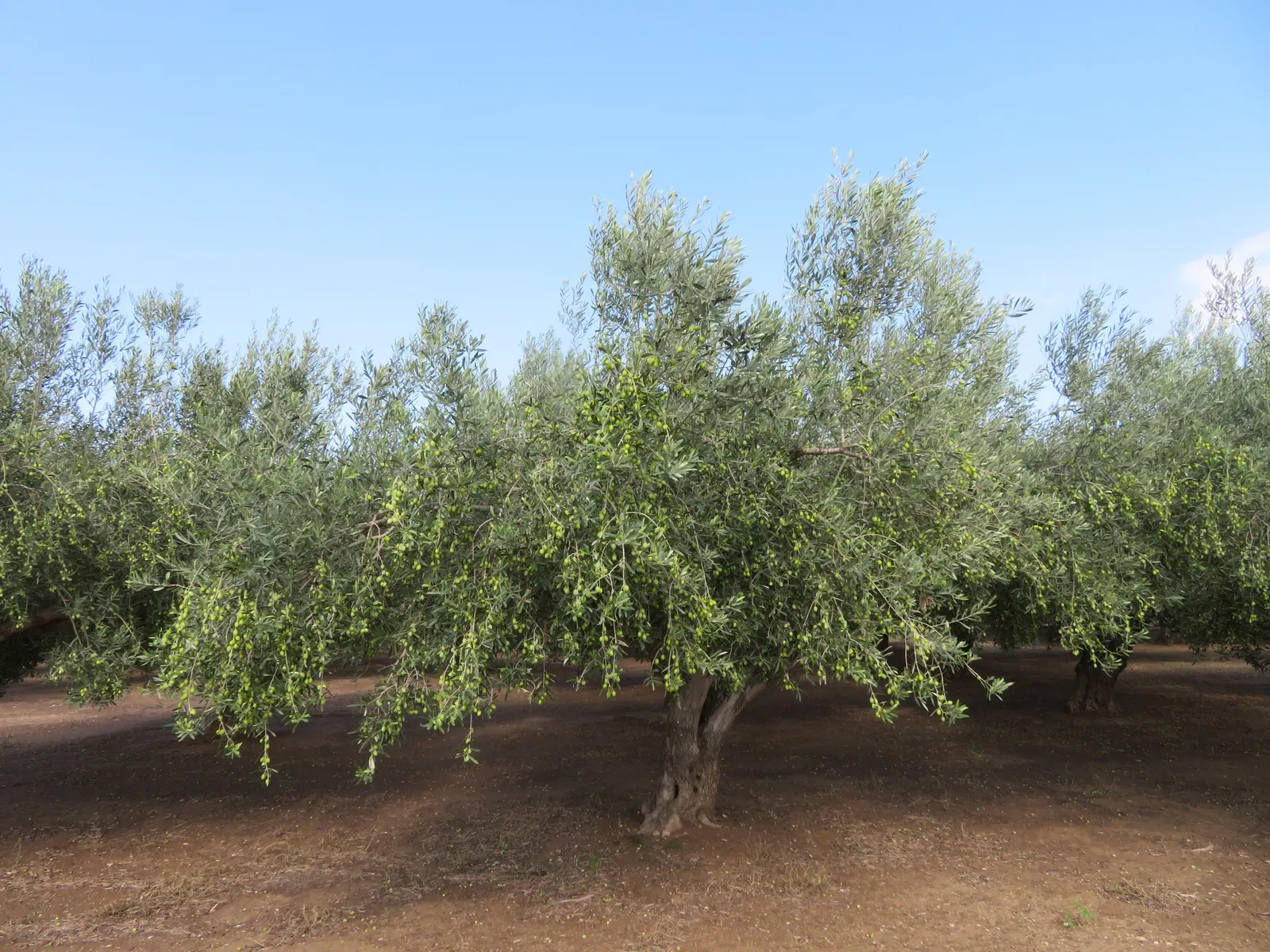 Olive (Olea Europaea) — tree for full; make it an exquisite and enduring choice for any landscape project, image 63