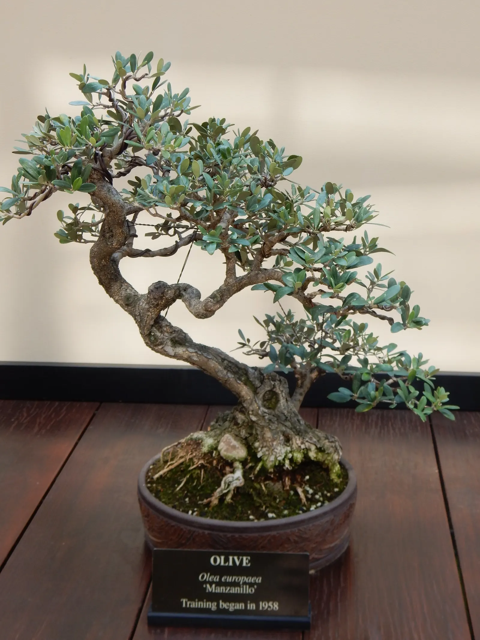 Olive (Olea Europaea) — providing a striking color contrast against darker foliage or bright flowering plants; to thrive and produce fruit, image 56
