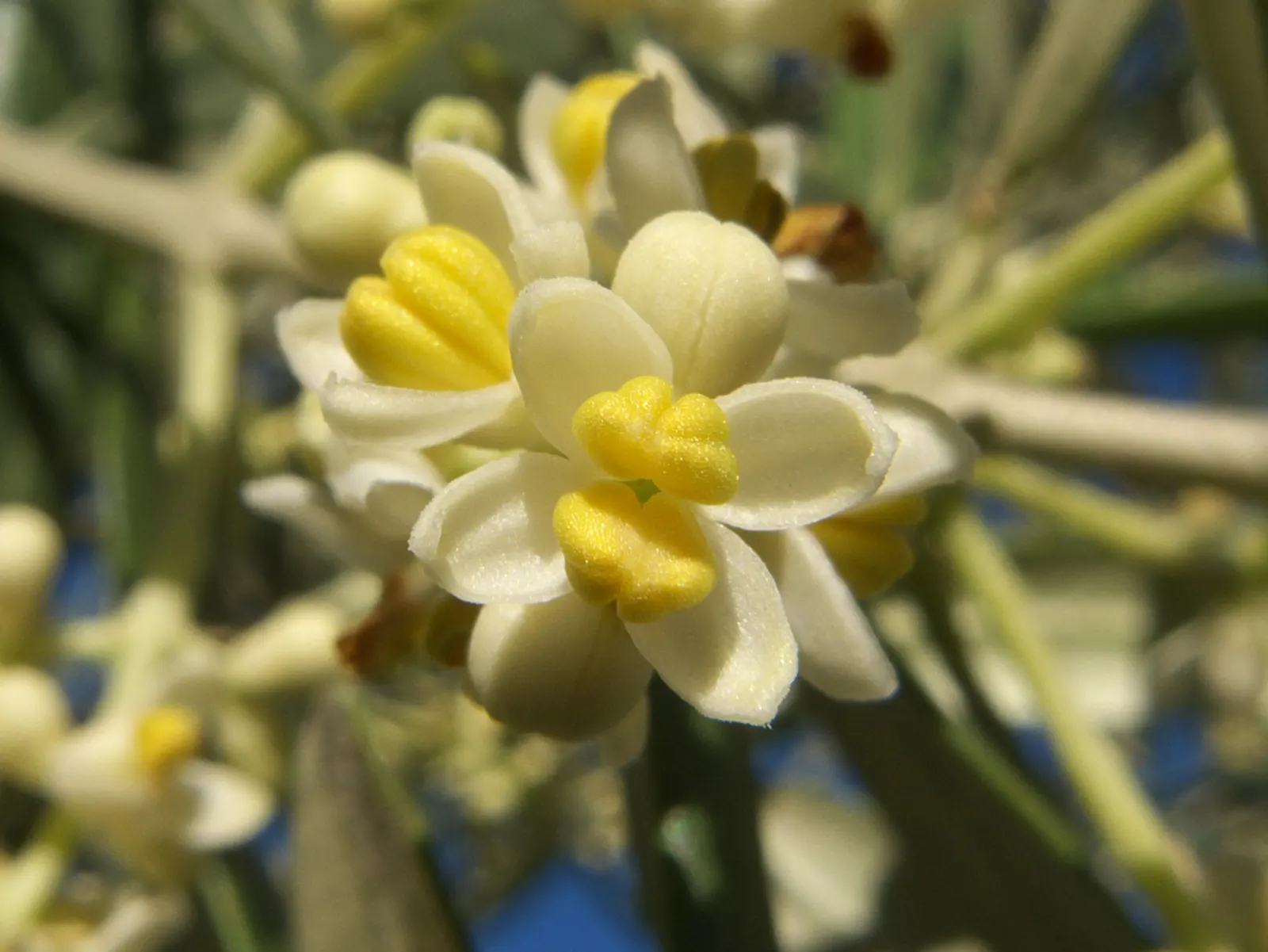 Olive (Olea Europaea) — The small, fragrant, cream-white flowers that bloom in spring are subtle yet pleasantly aromatic; make it an exquisite and, image 78