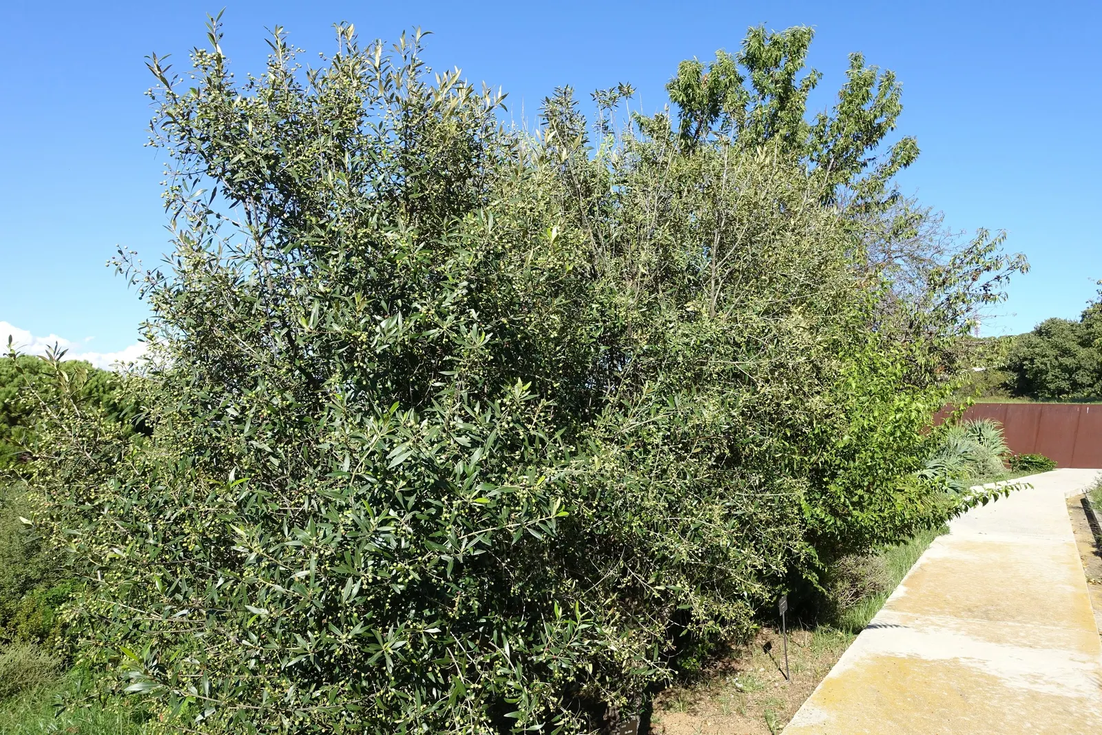 Olive (Olea Europaea) — which can reach hundreds of years; to thrive and produce fruit, image 80