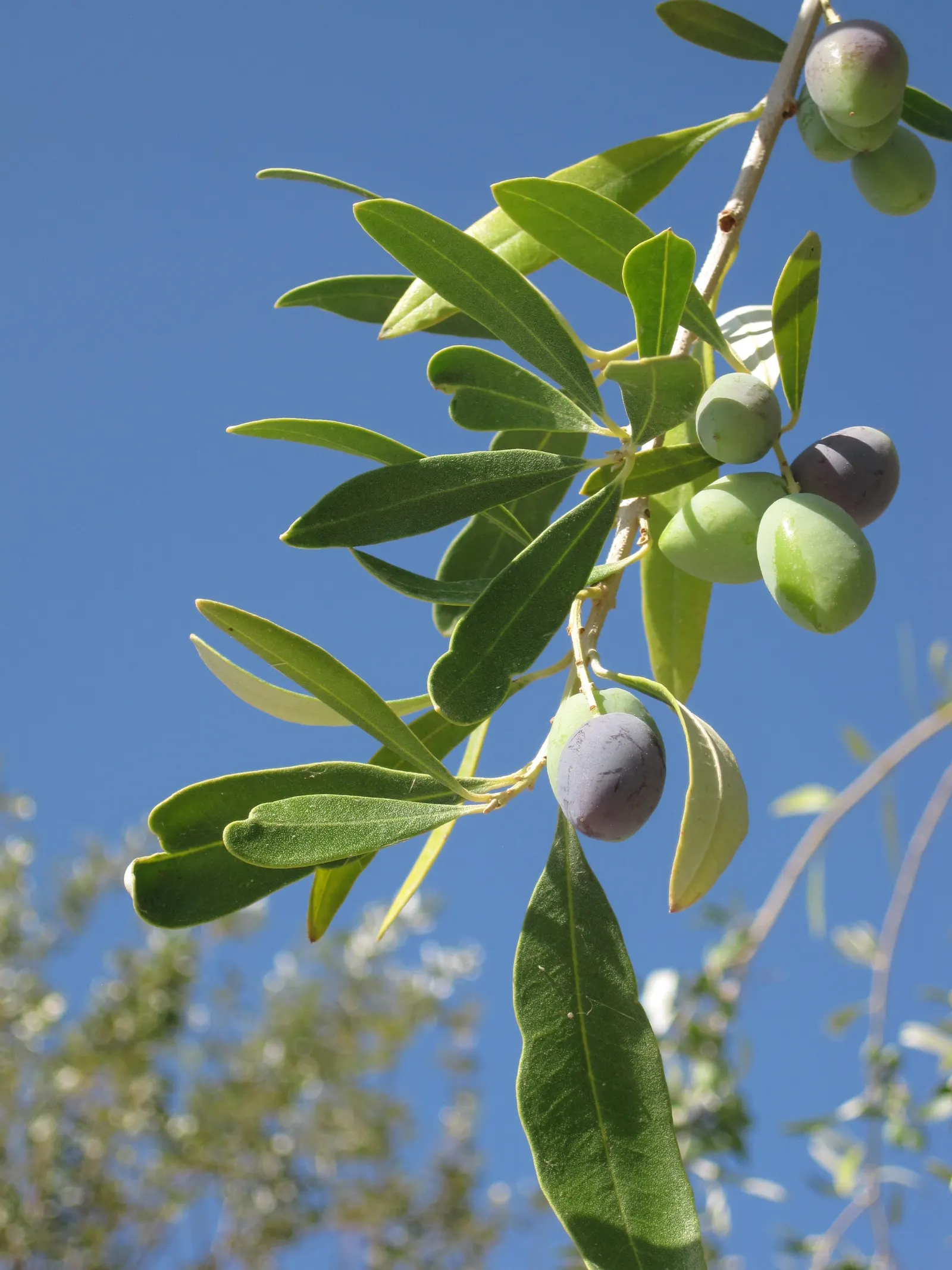 Olive (Olea Europaea) — is an iconic and versatile evergreen that can bring a Mediterranean essence to any landscape design; thriving in USDA zones, image 70