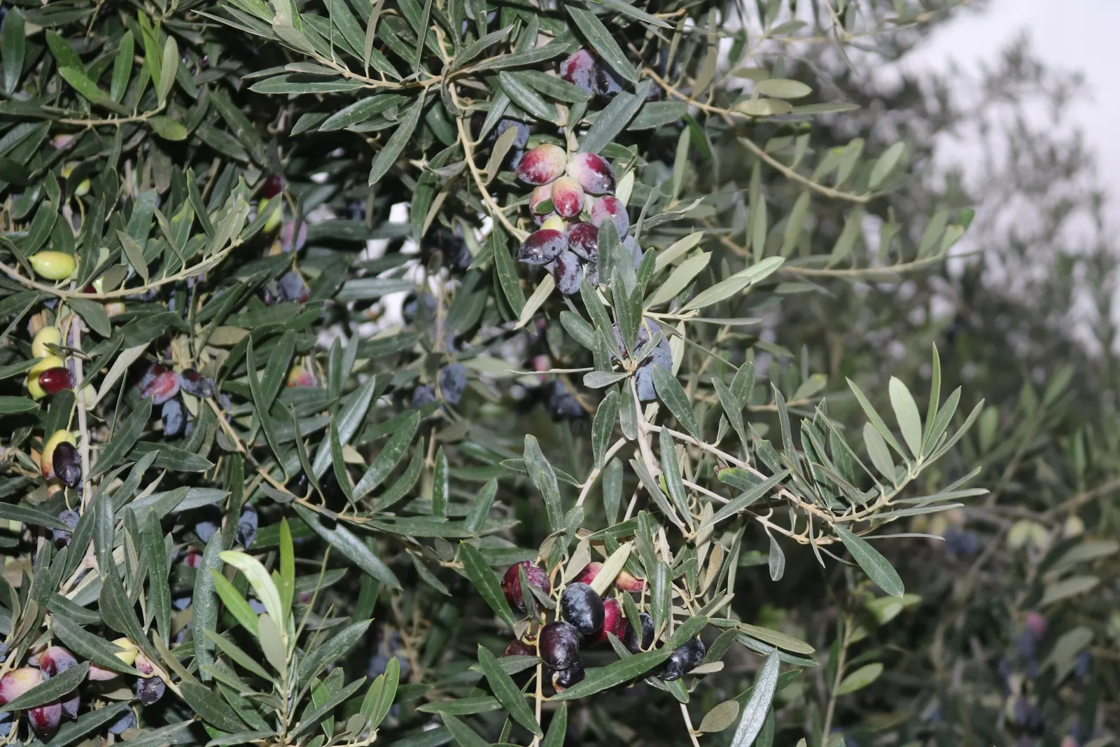 Olive (Olea Europaea) — tree for full; make it an exquisite and enduring choice for any landscape project