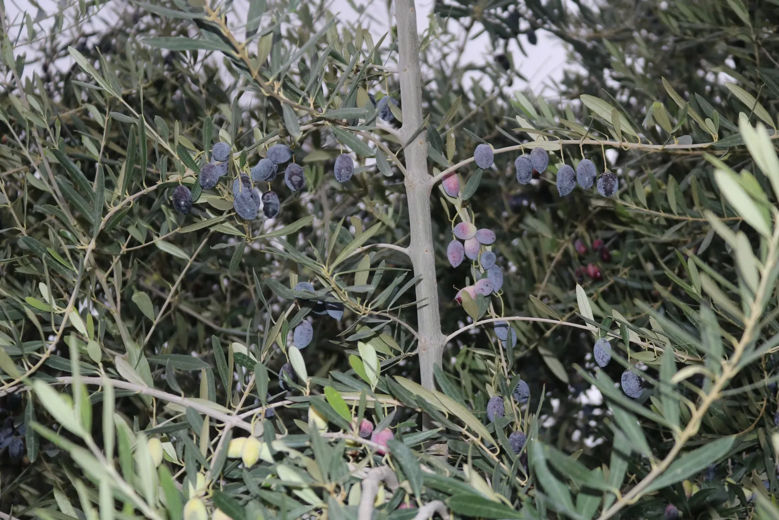 Olive (Olea Europaea) — Olives are harvested in fall and can be processed or left for ornamental purposes