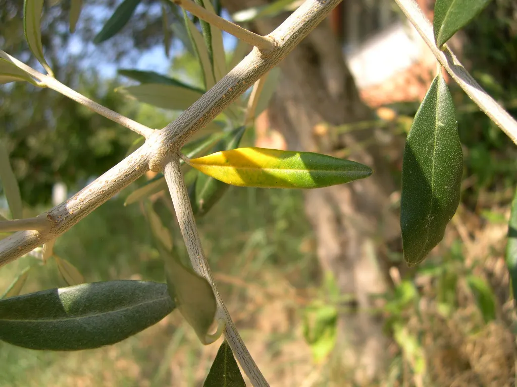 Olive (Olea Europaea) — Mature specimens reach up to 30-40 feet in height with a spread of 15-30 feet
