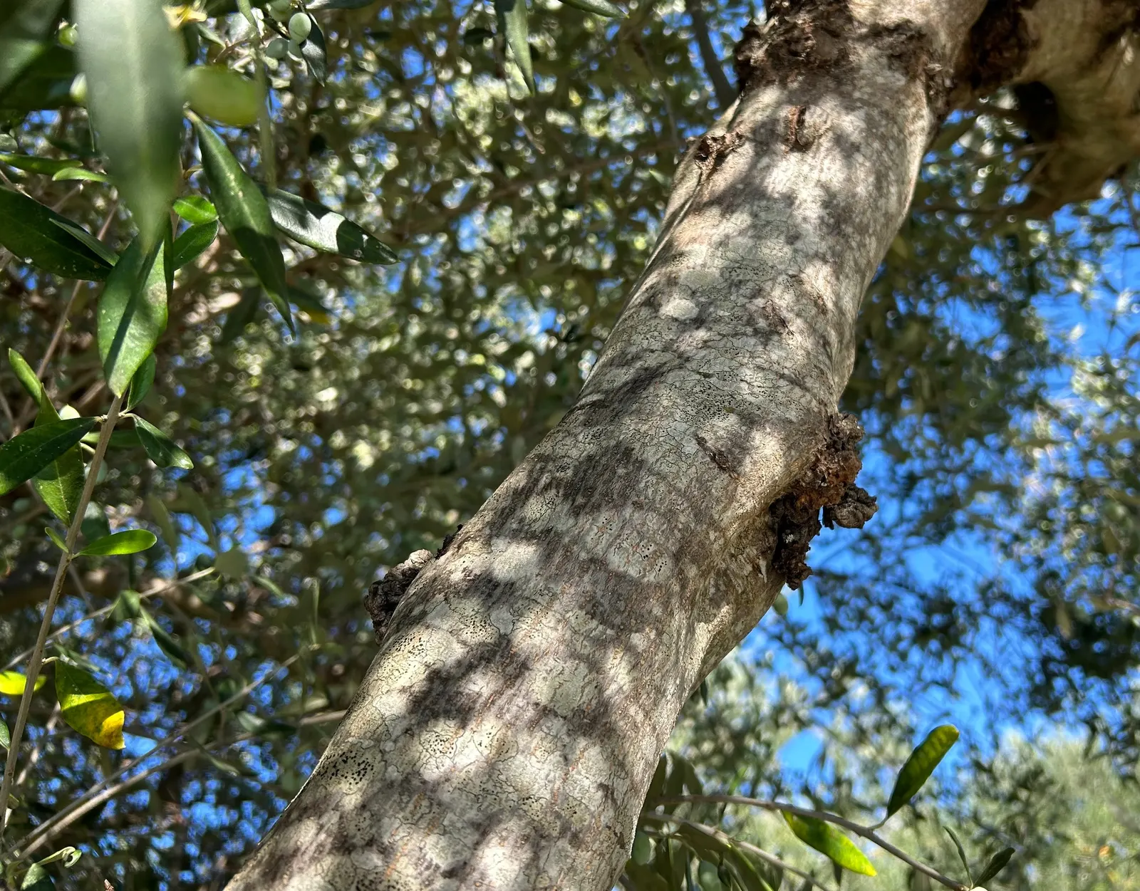 Olive (Olea Europaea) — is an iconic and versatile evergreen that can bring a Mediterranean essence to any landscape design; thriving in USDA zones, image 49