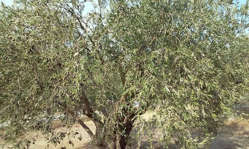 Olive (Olea Europaea) — tree with white blooms