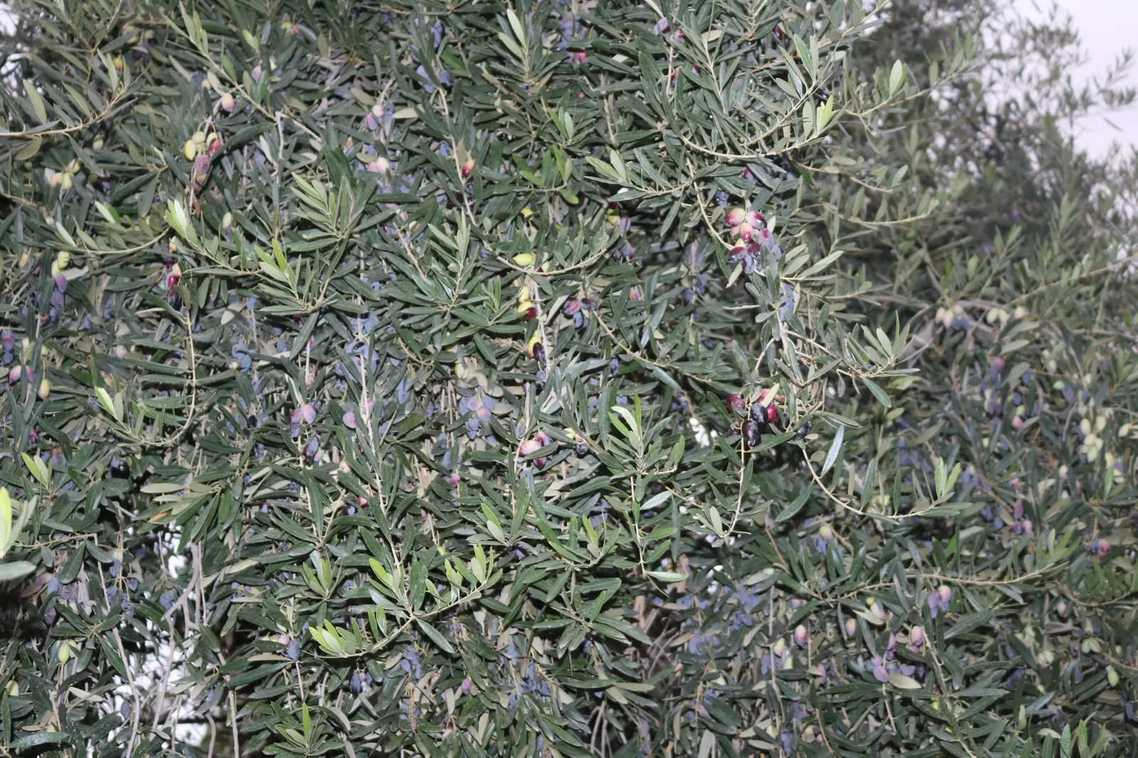 Olive (Olea Europaea) — which can reach hundreds of years; to thrive and produce fruit, image 59